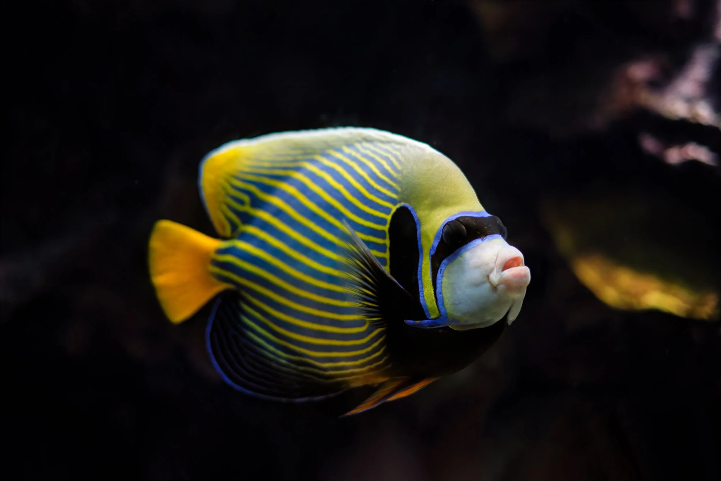 emperor angelfish16.jpg