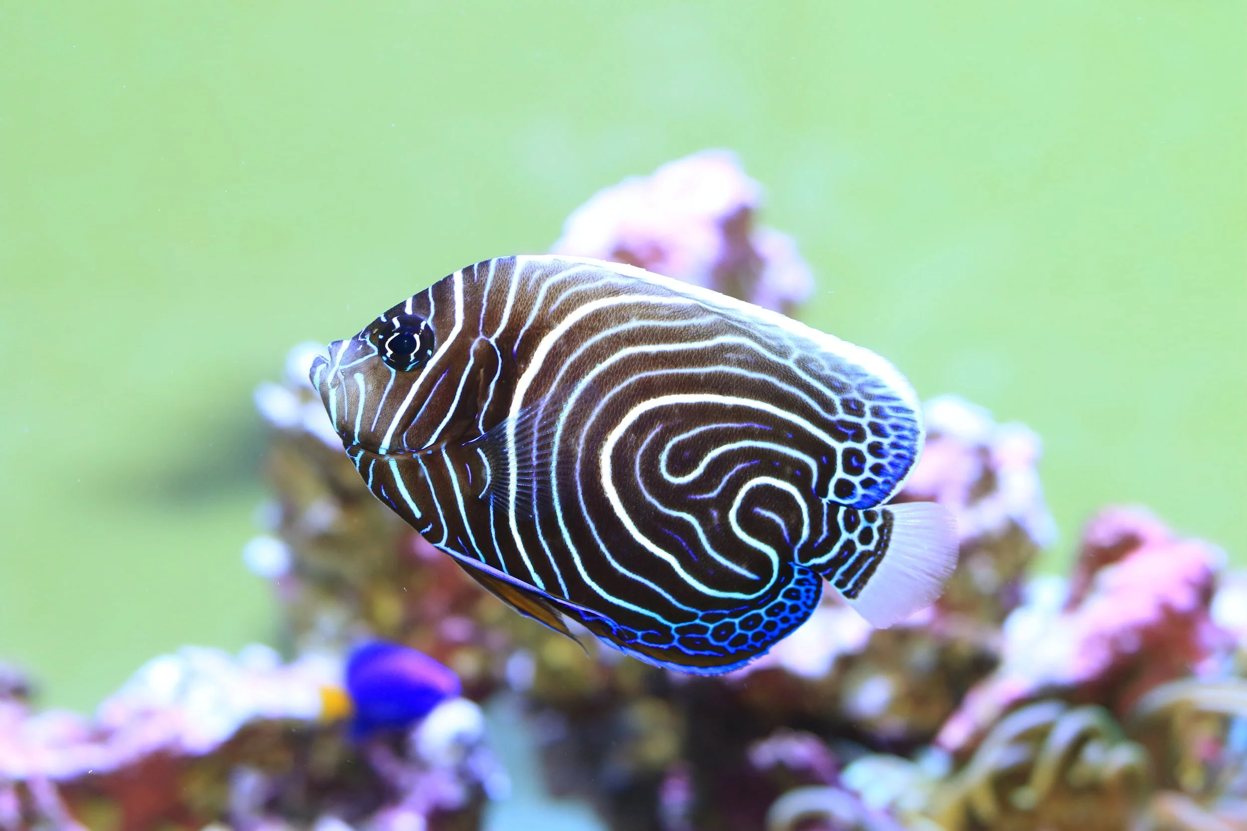emperor angelfish17.jpg