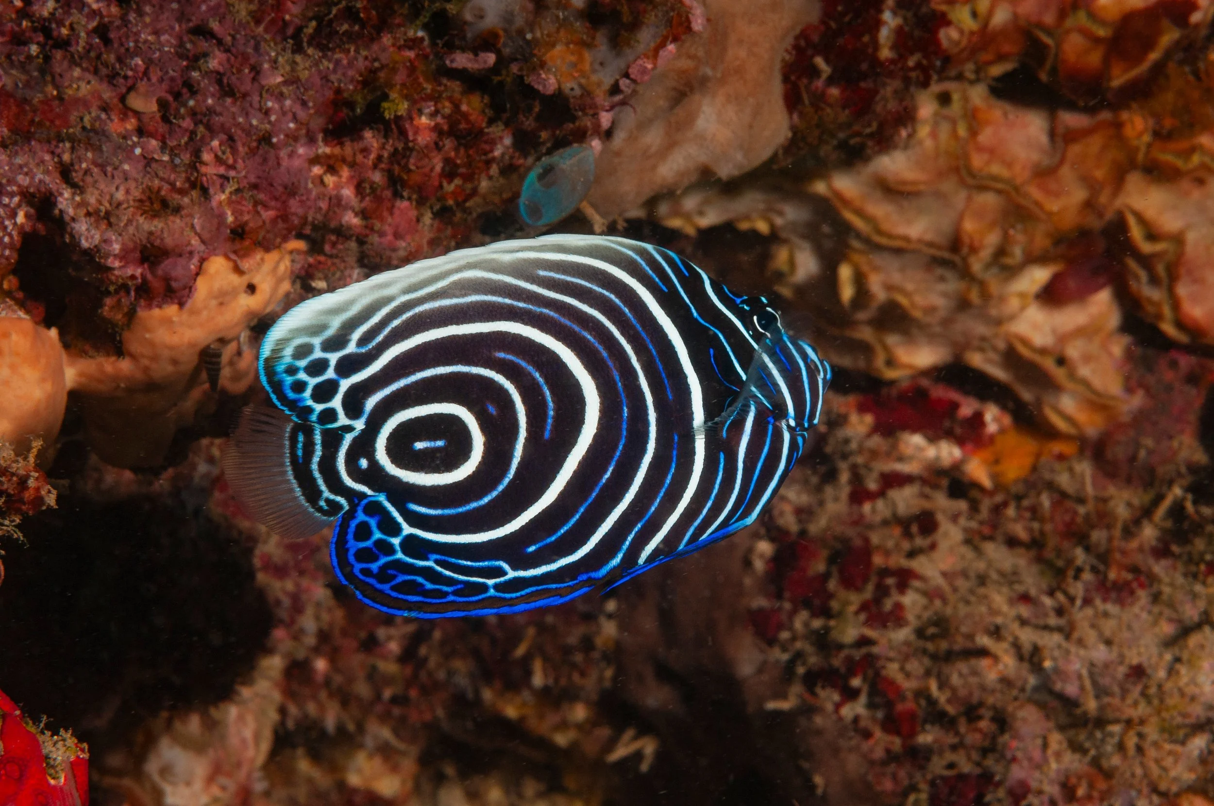 emperor angelfish18.jpg