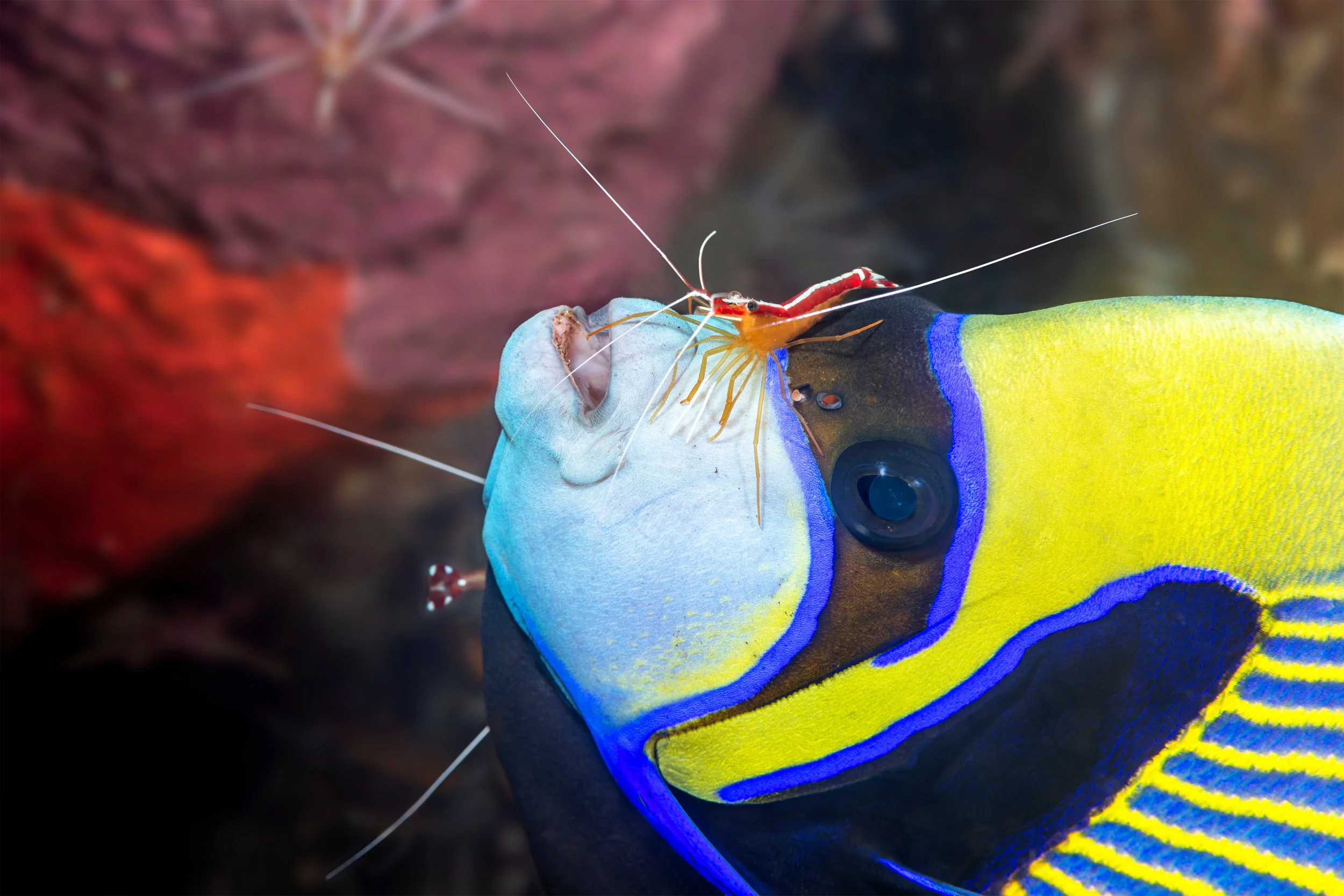emperor angelfish2.jpg