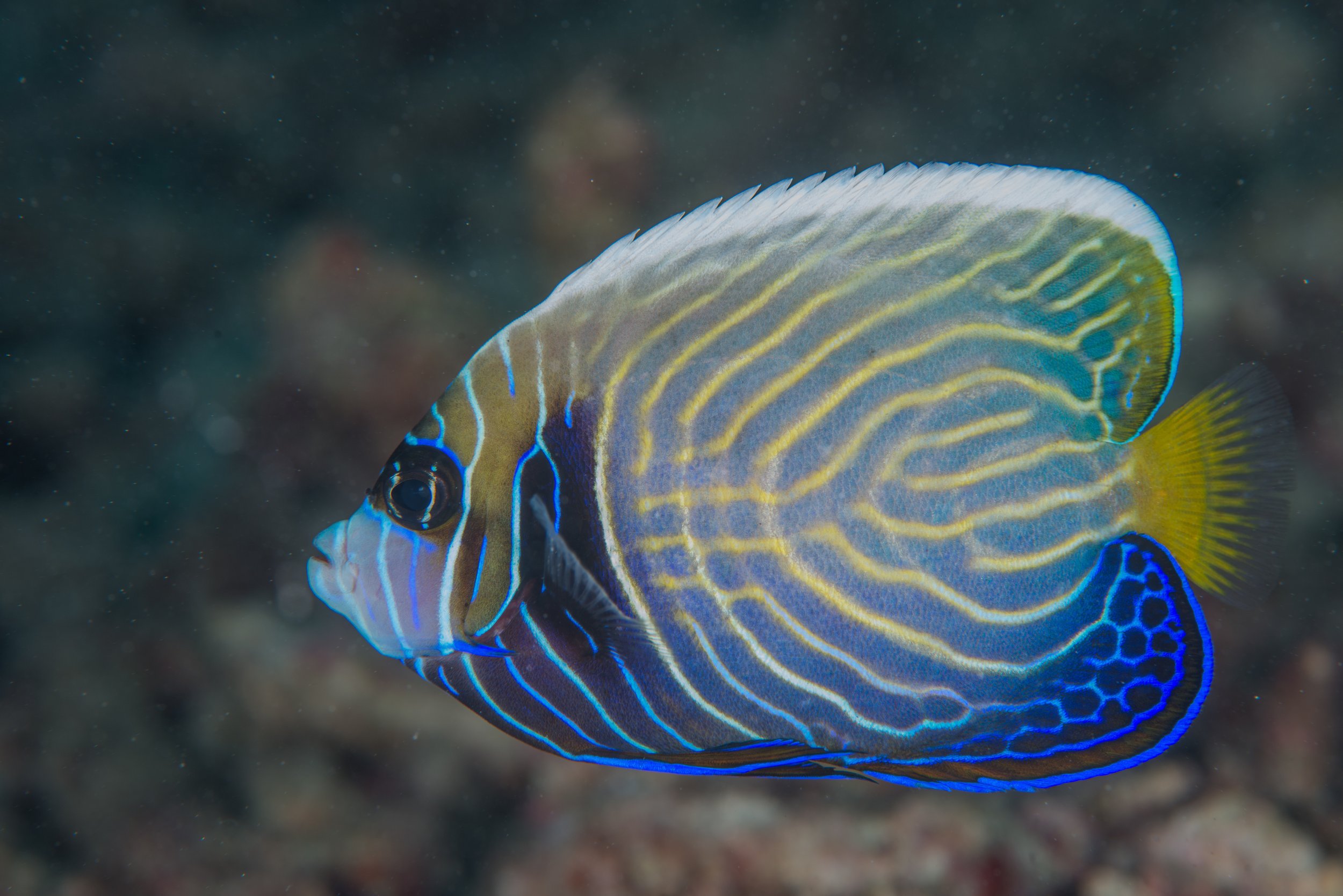 emperor angelfish3.jpg