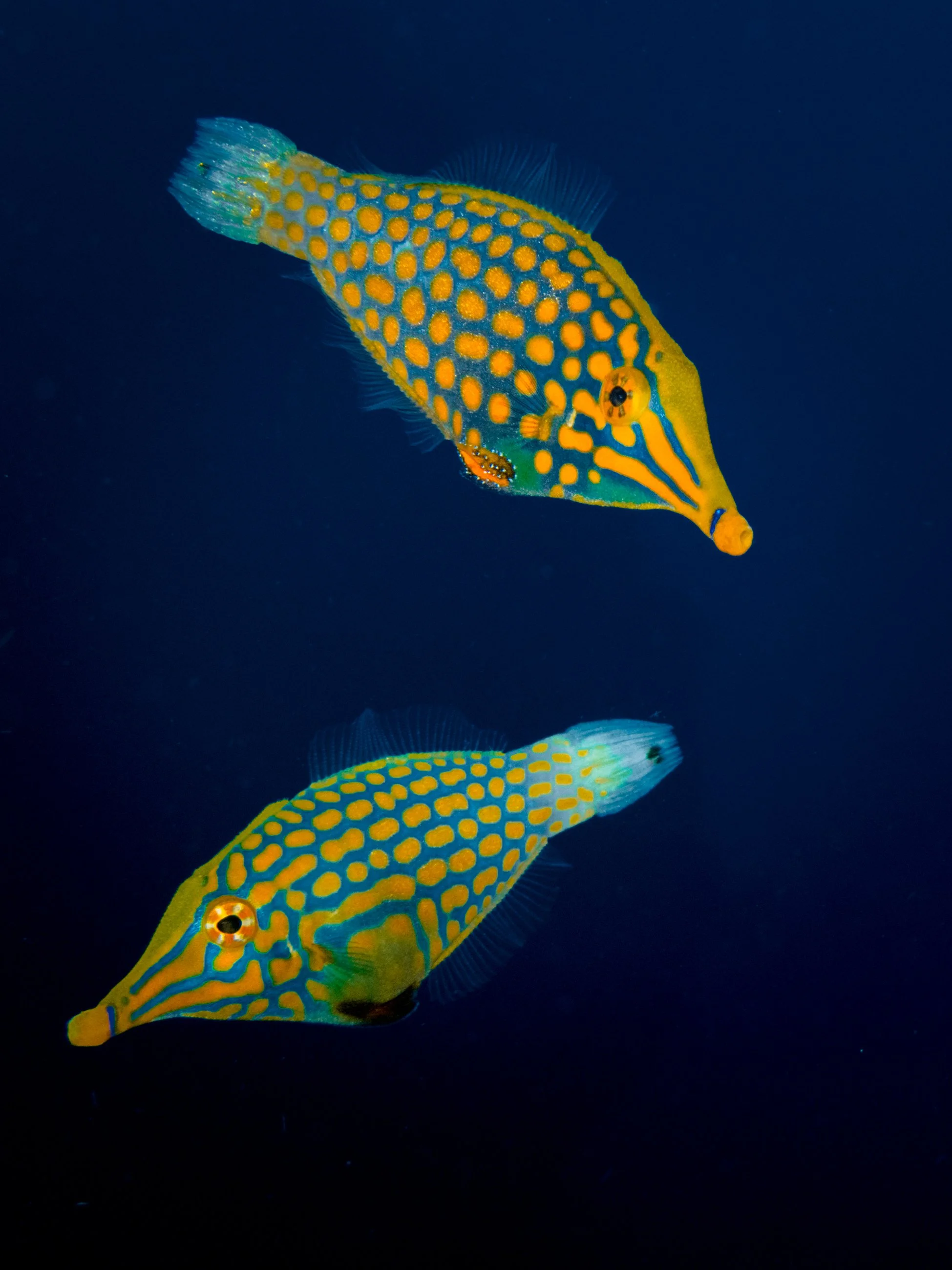 Harlequin Filefish11.jpg