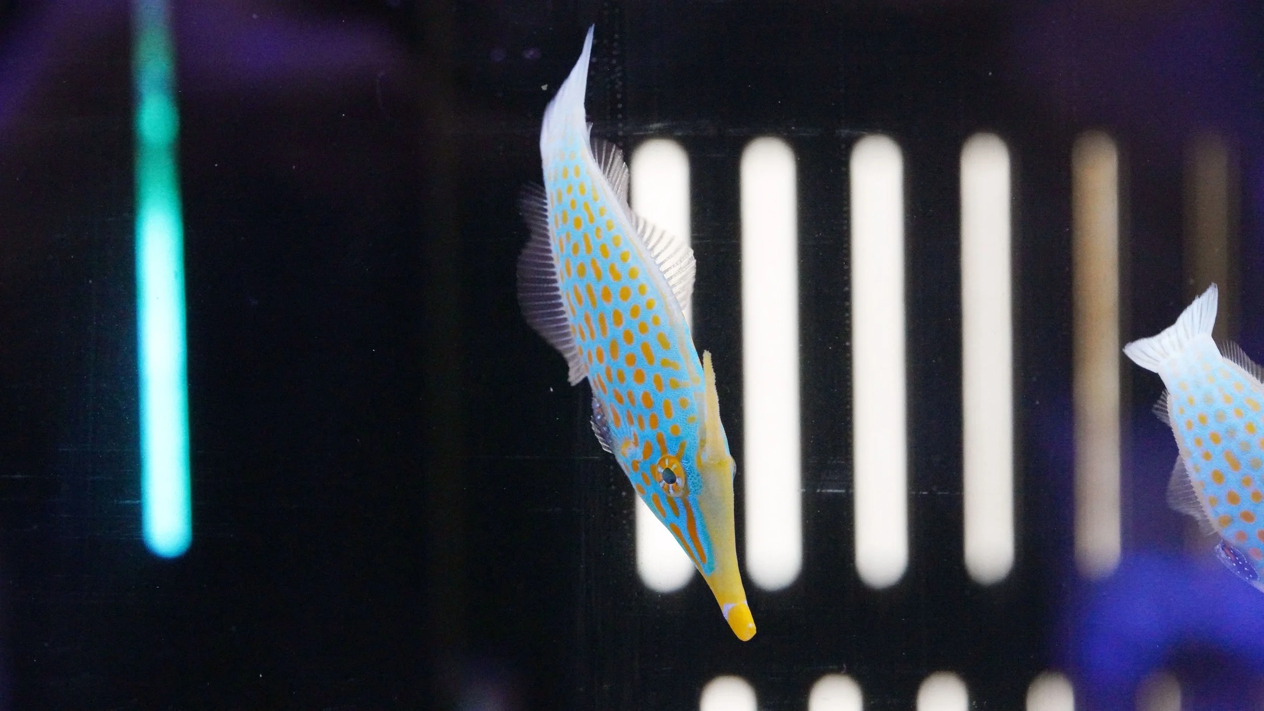 Harlequin Filefish12.jpg