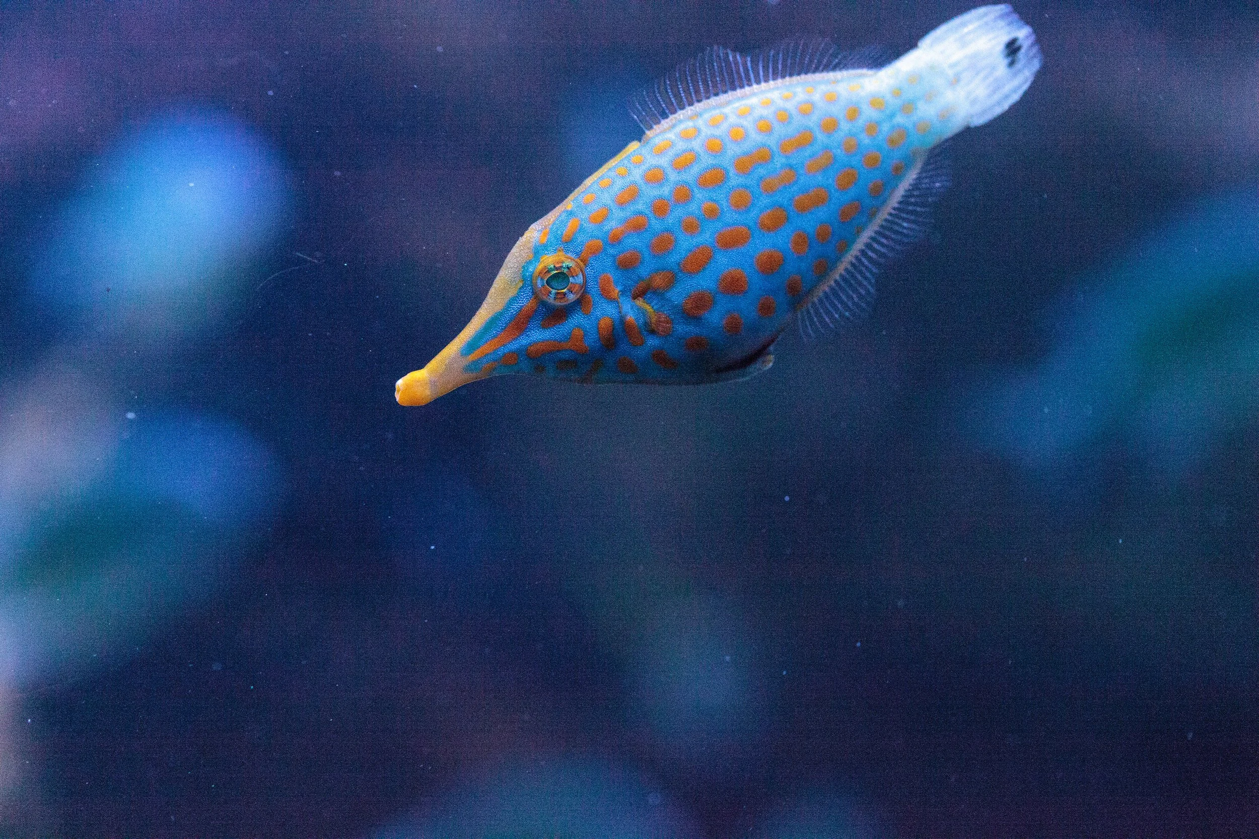 Harlequin Filefish13.jpg