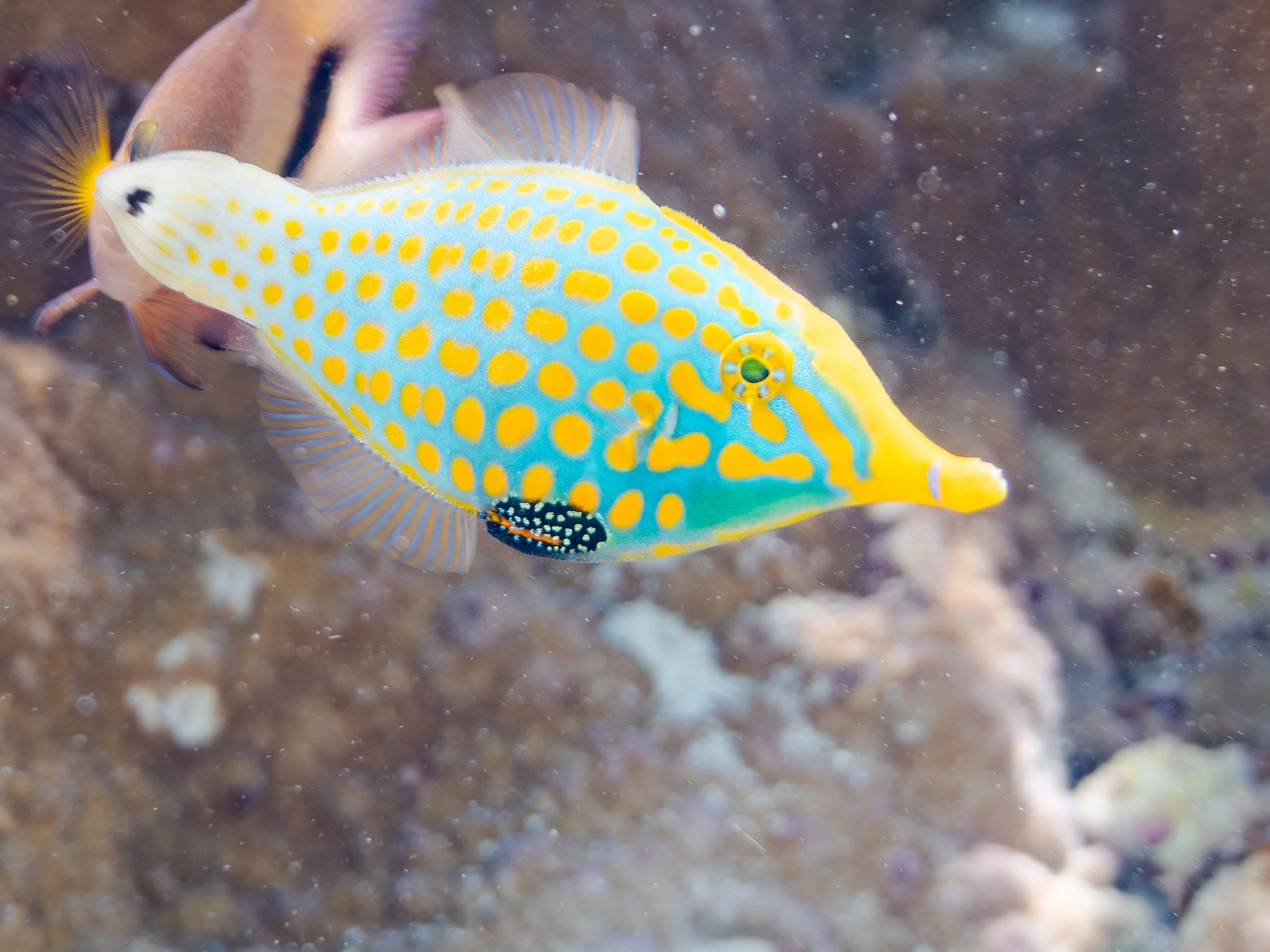 Harlequin Filefish15.jpg