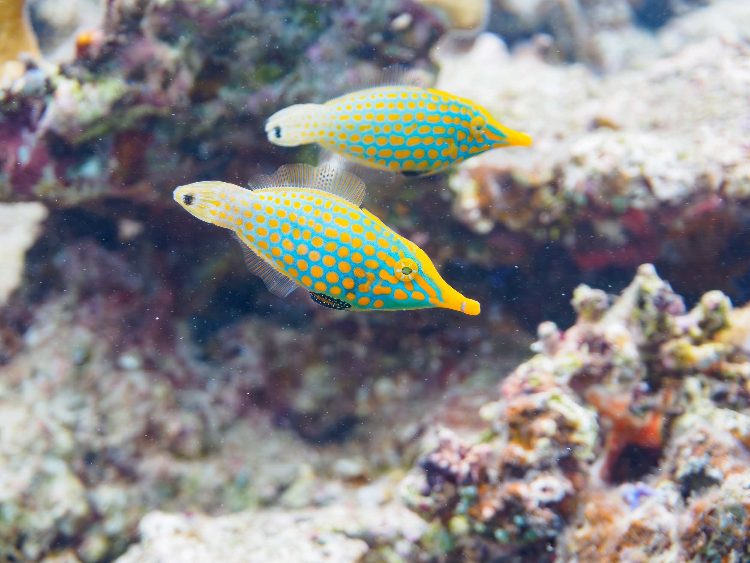 Harlequin Filefish14.jpg
