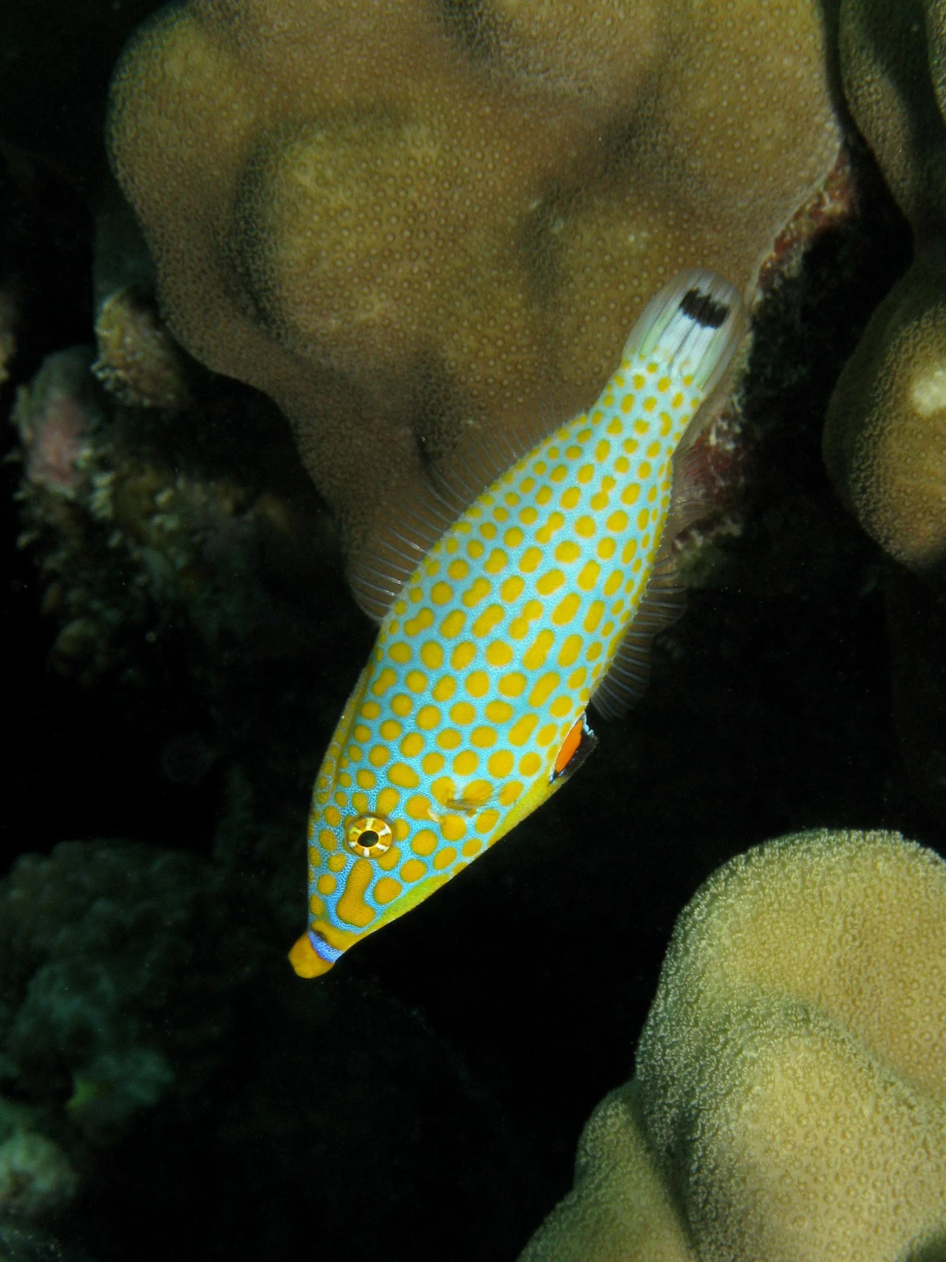 Harlequin Filefish16.jpg