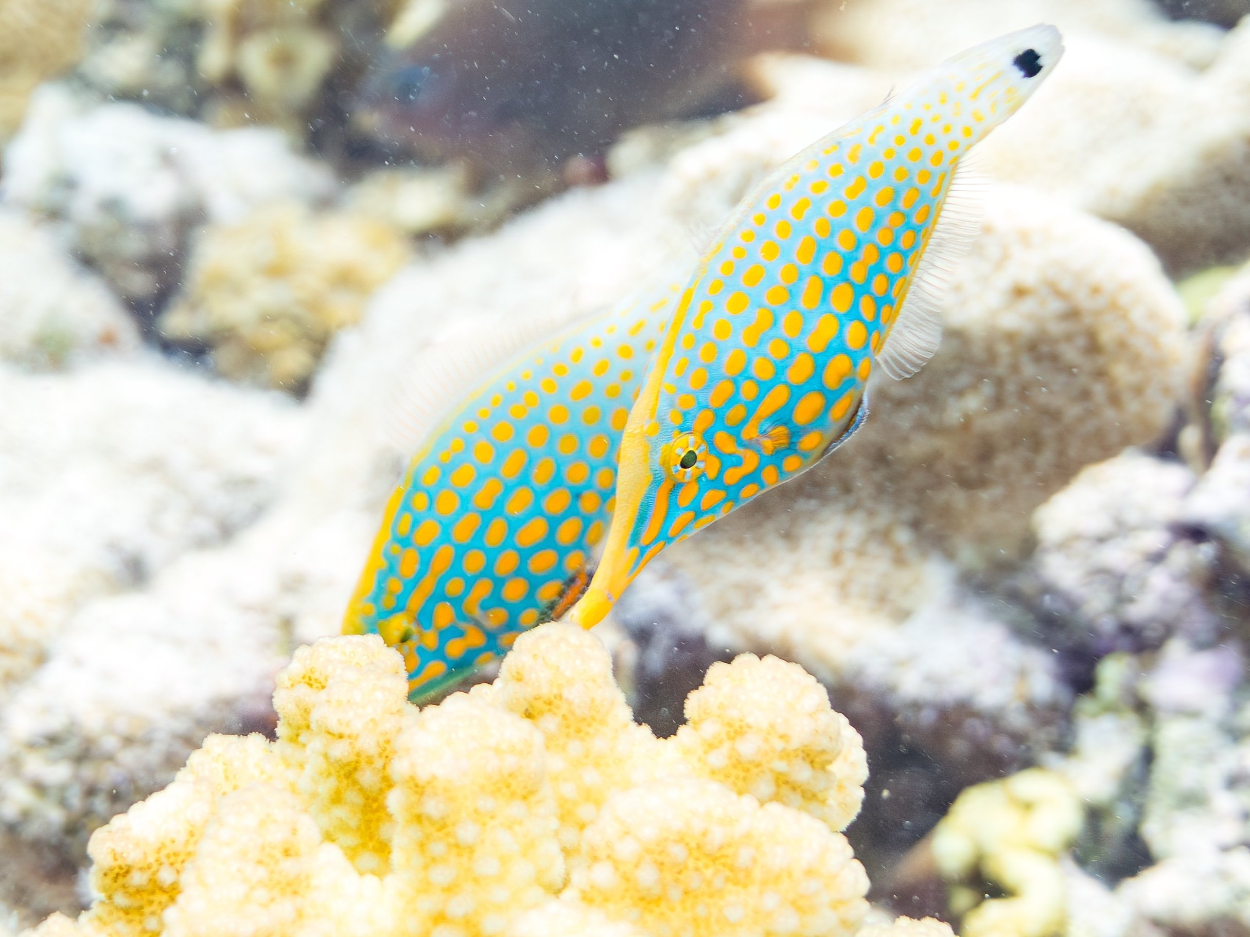 Harlequin Filefish17.jpg