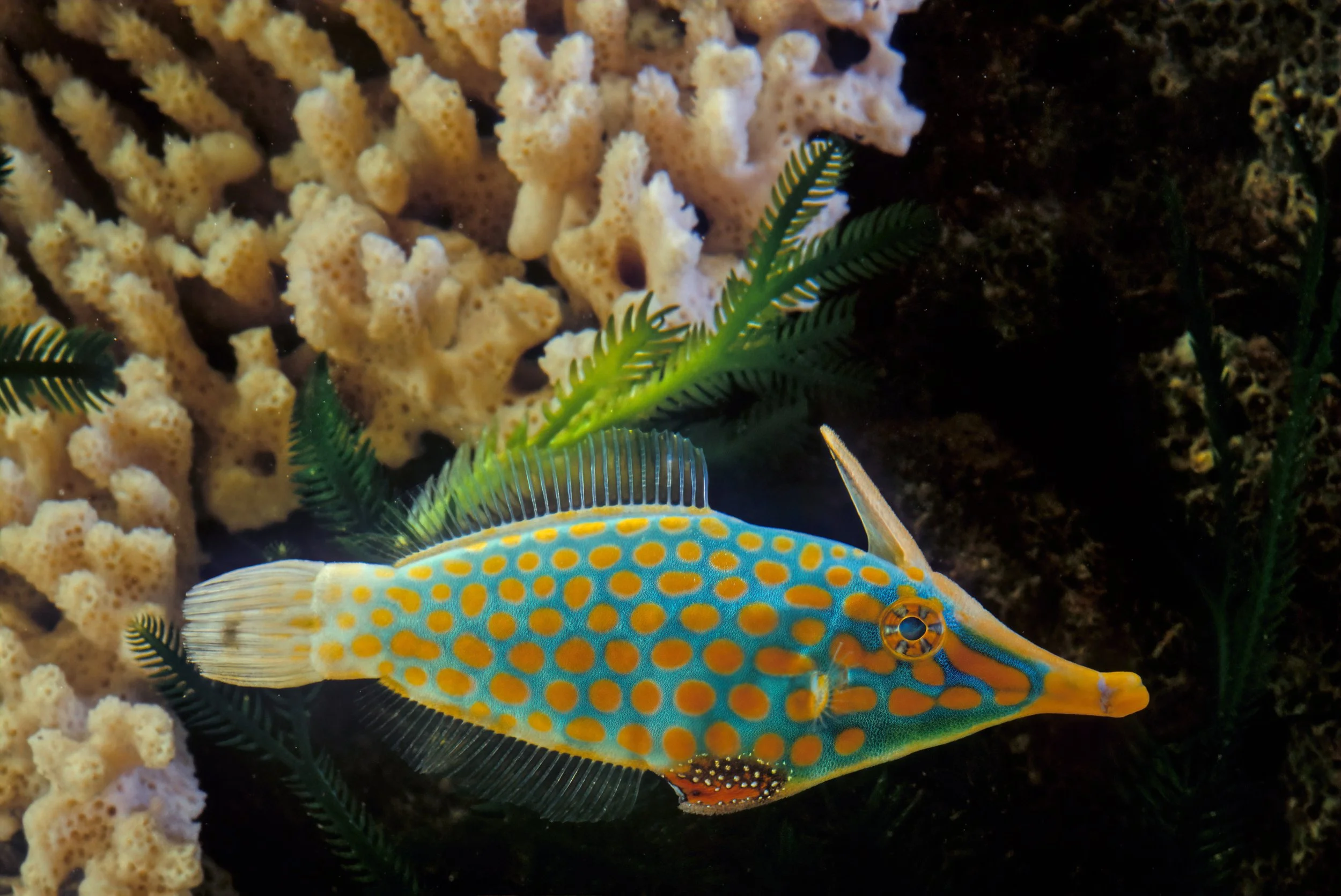 Harlequin Filefish18.jpg