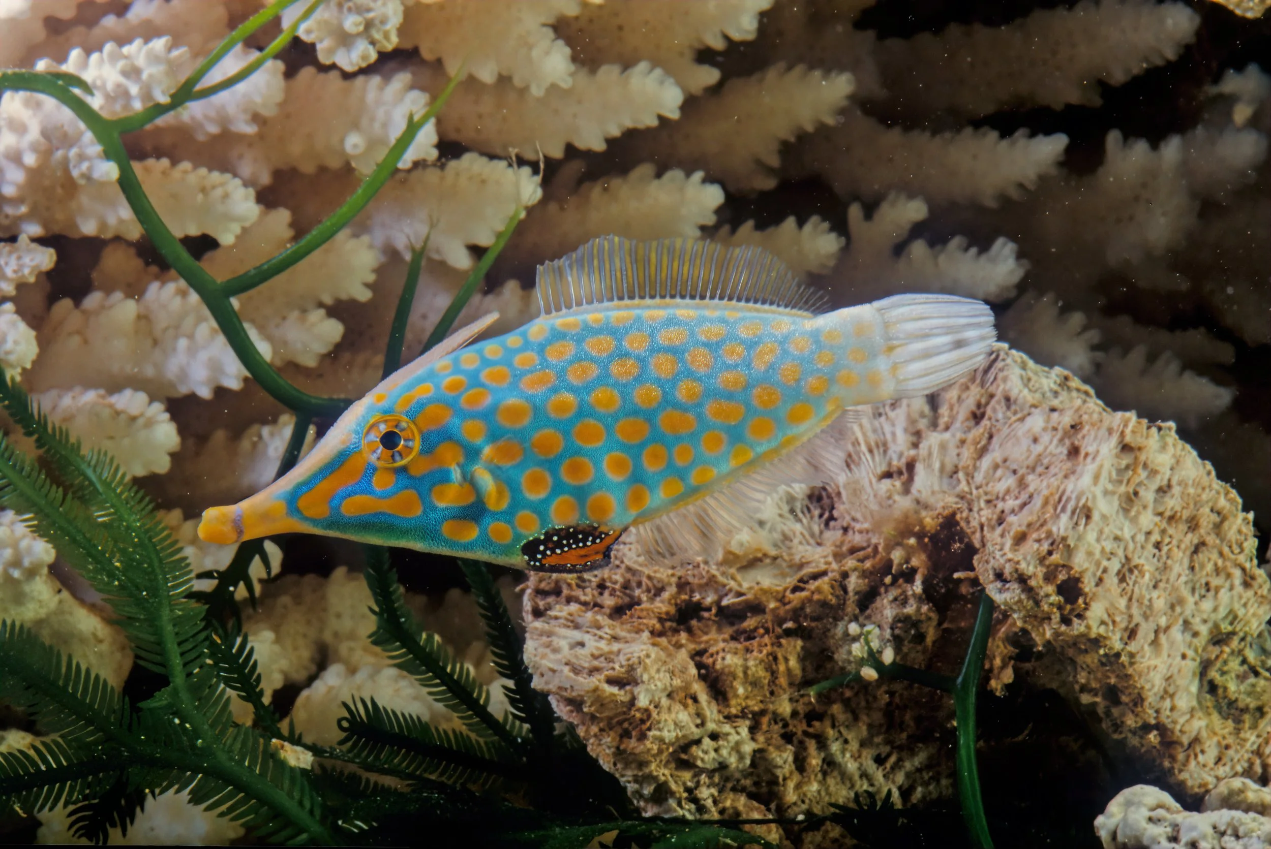 Harlequin Filefish19.jpg