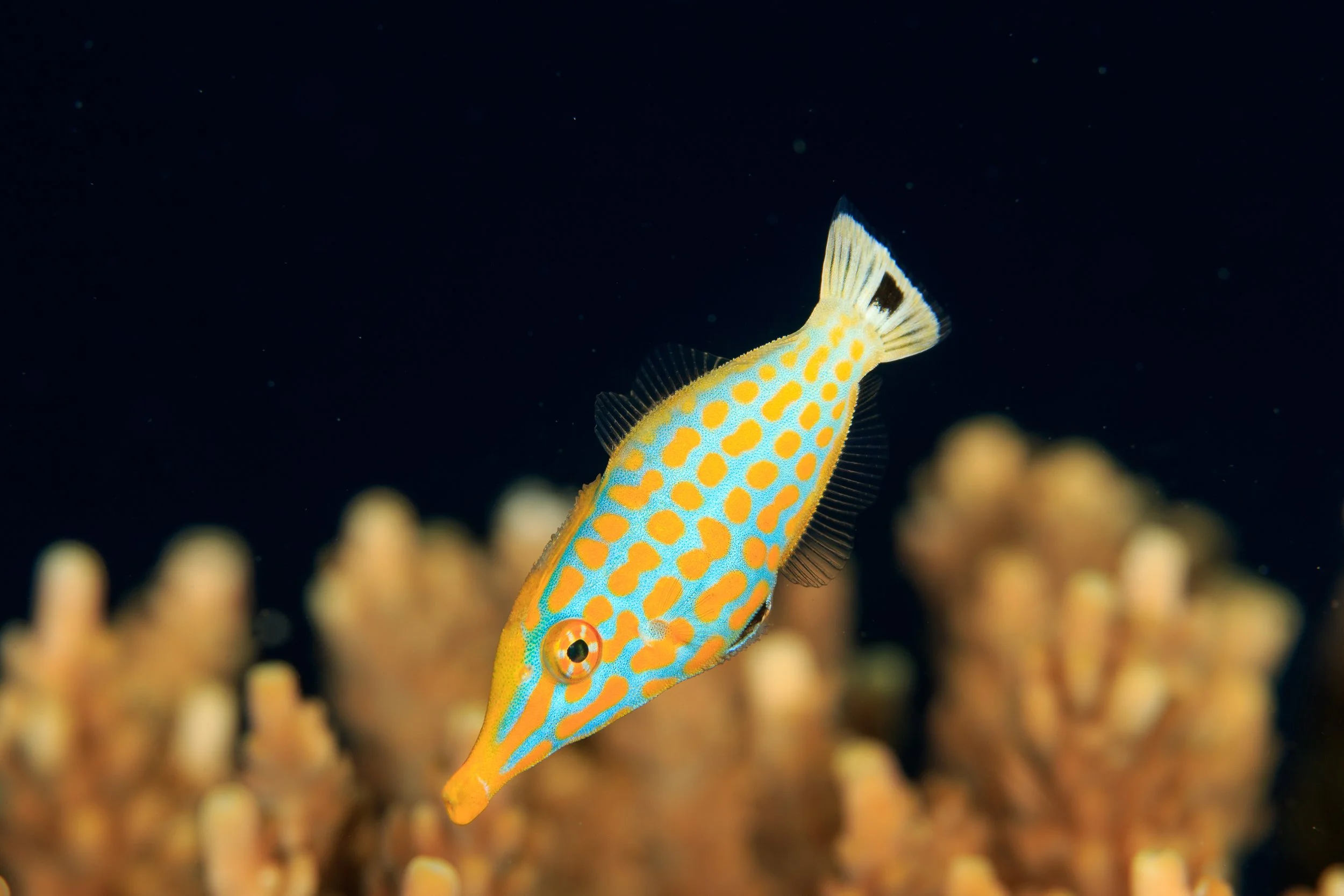 Harlequin Filefish21.jpg