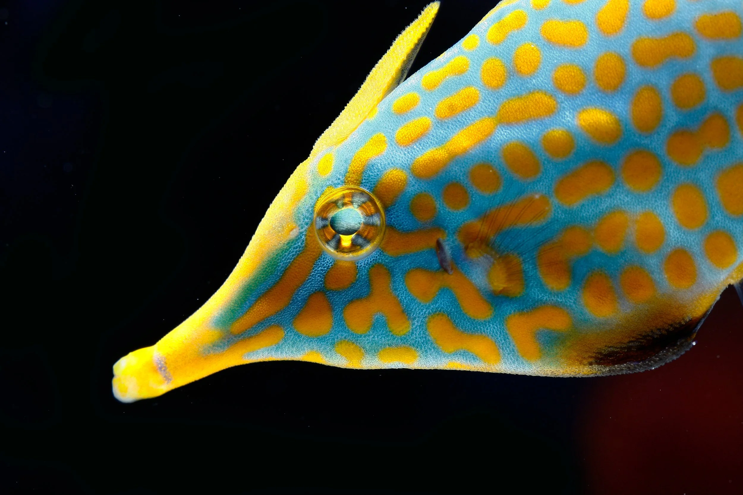 Harlequin Filefish20.jpg