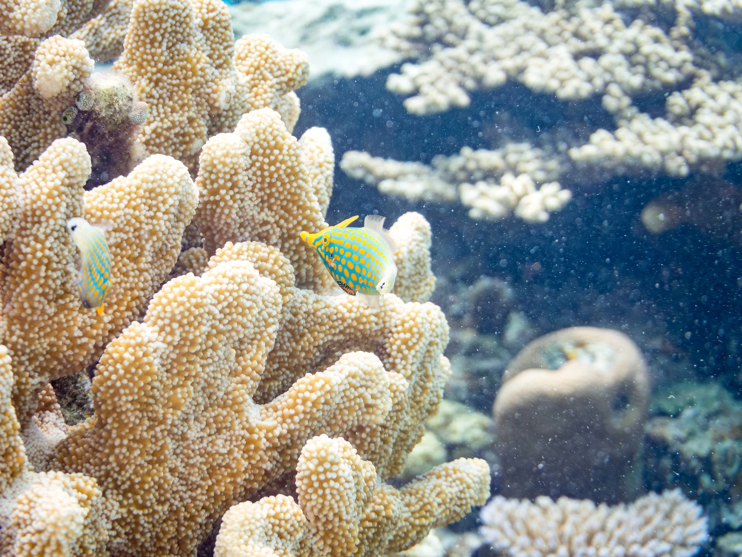 Harlequin Filefish22.jpg