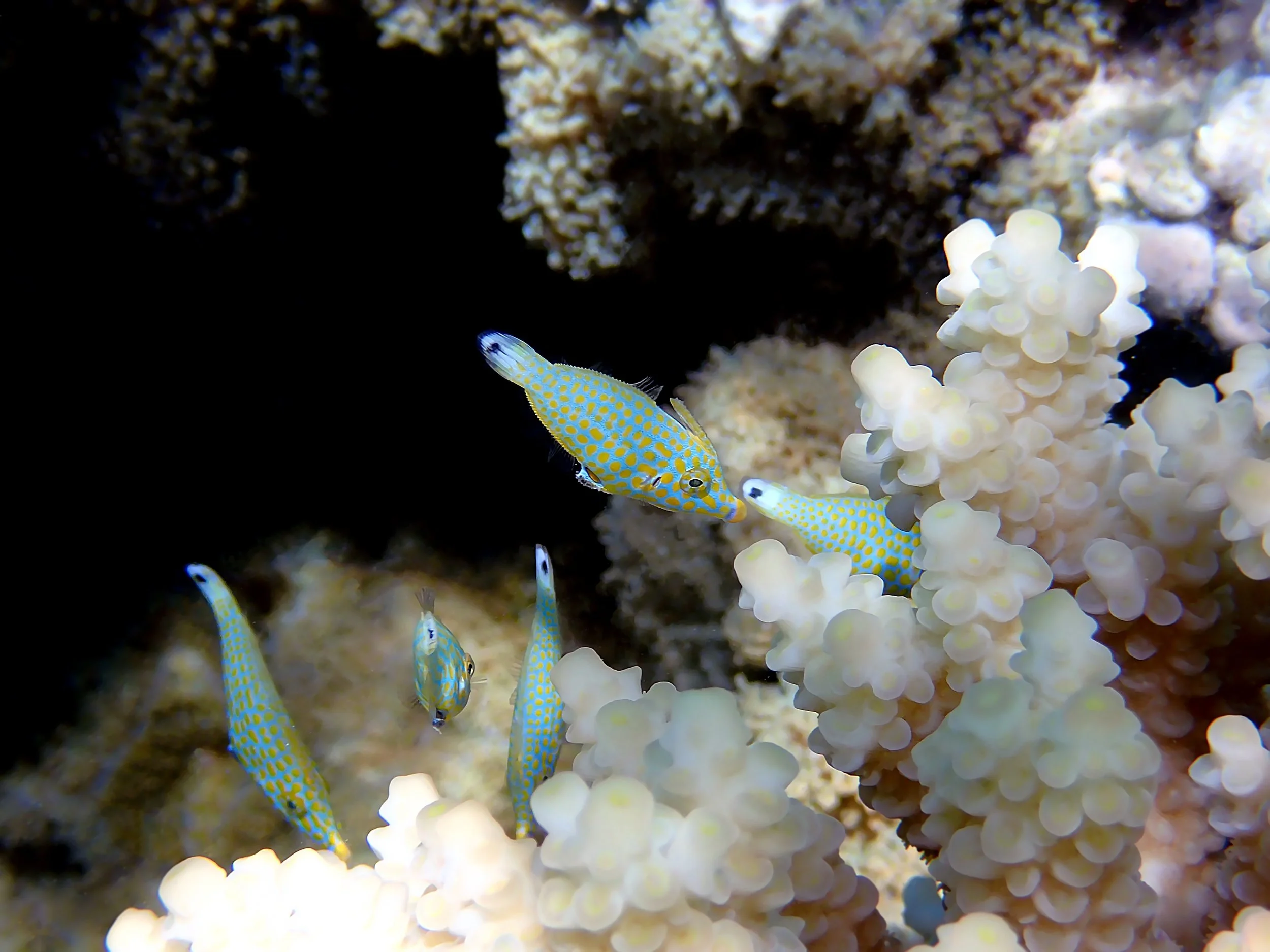 Harlequin Filefish group.jpg
