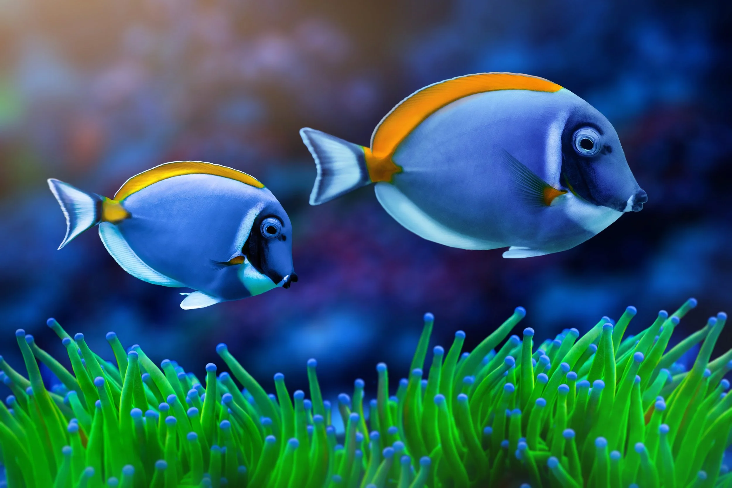 Powder Blue Tang.jpg