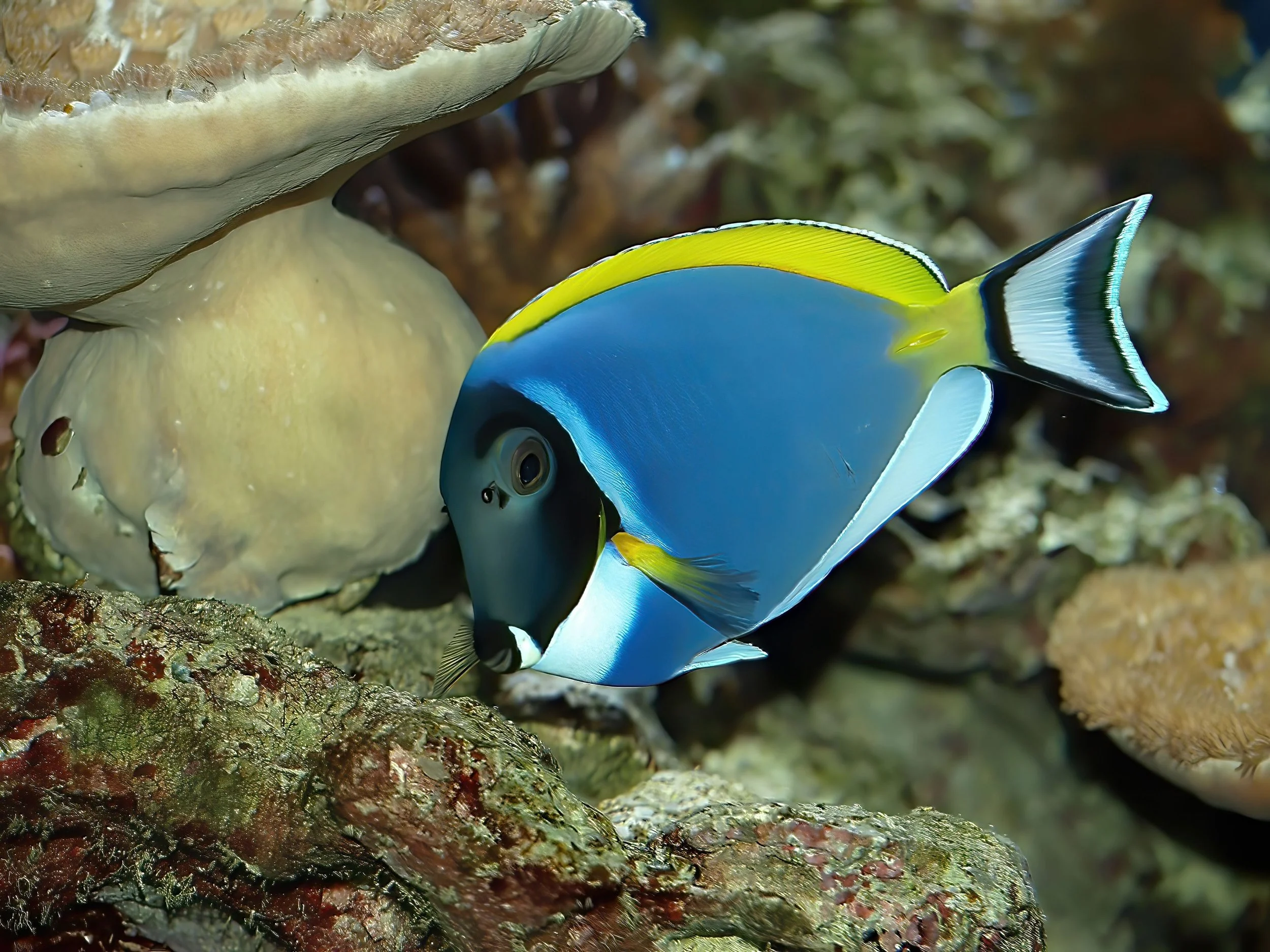 Powder Blue Tang15.jpg
