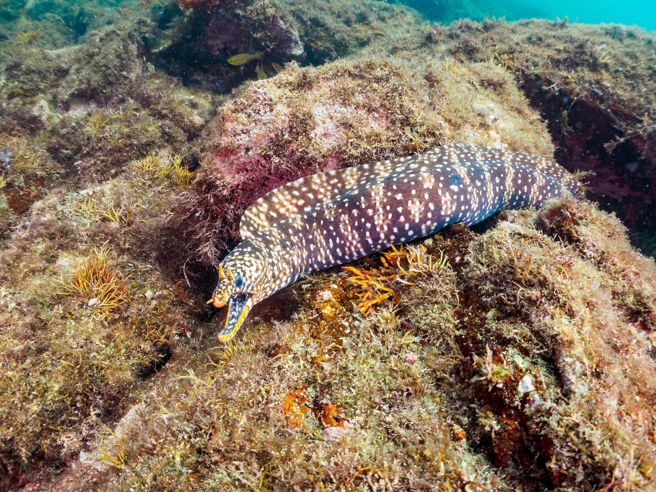 Dragon eel3.jpg