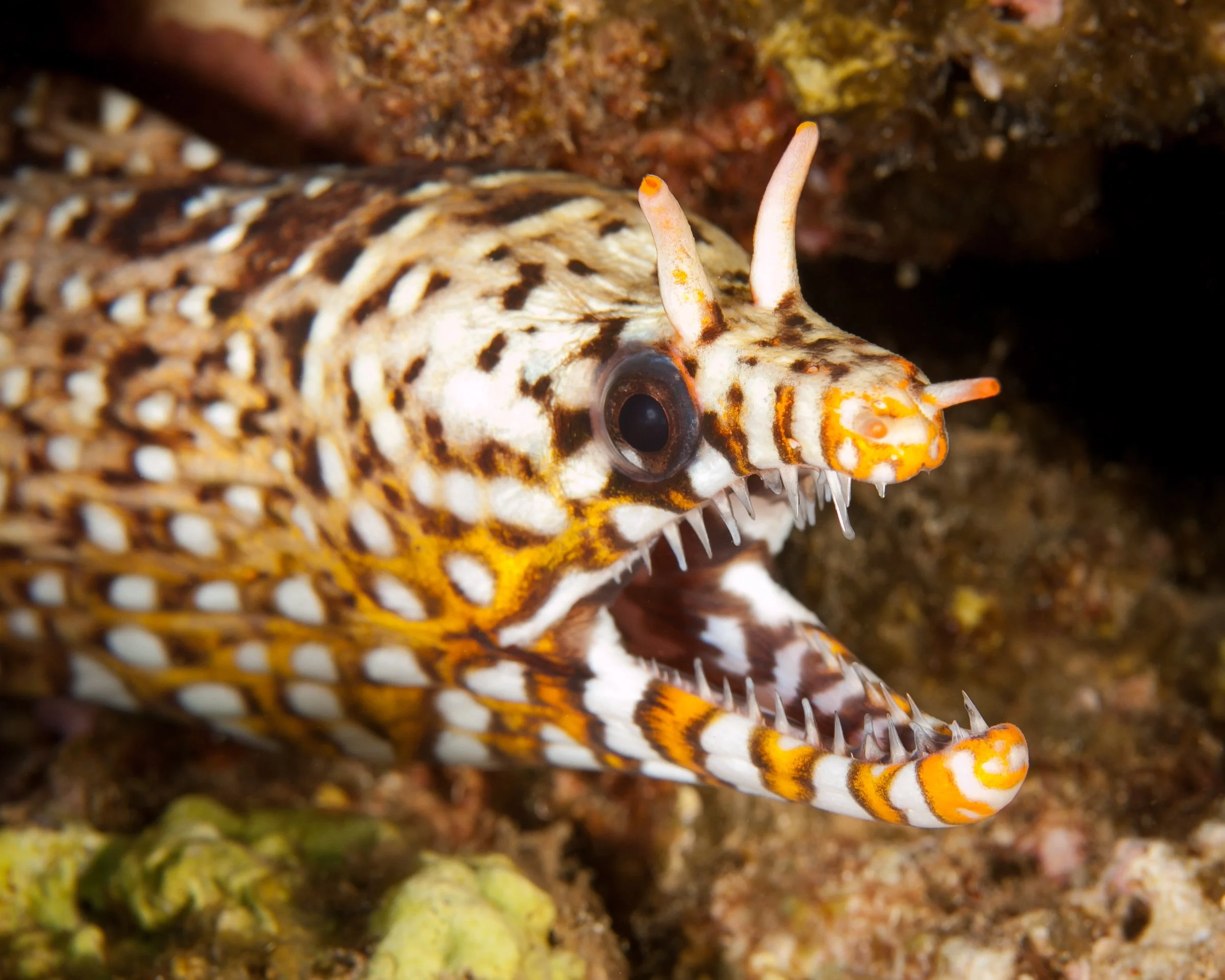 Dragon eel5.jpg