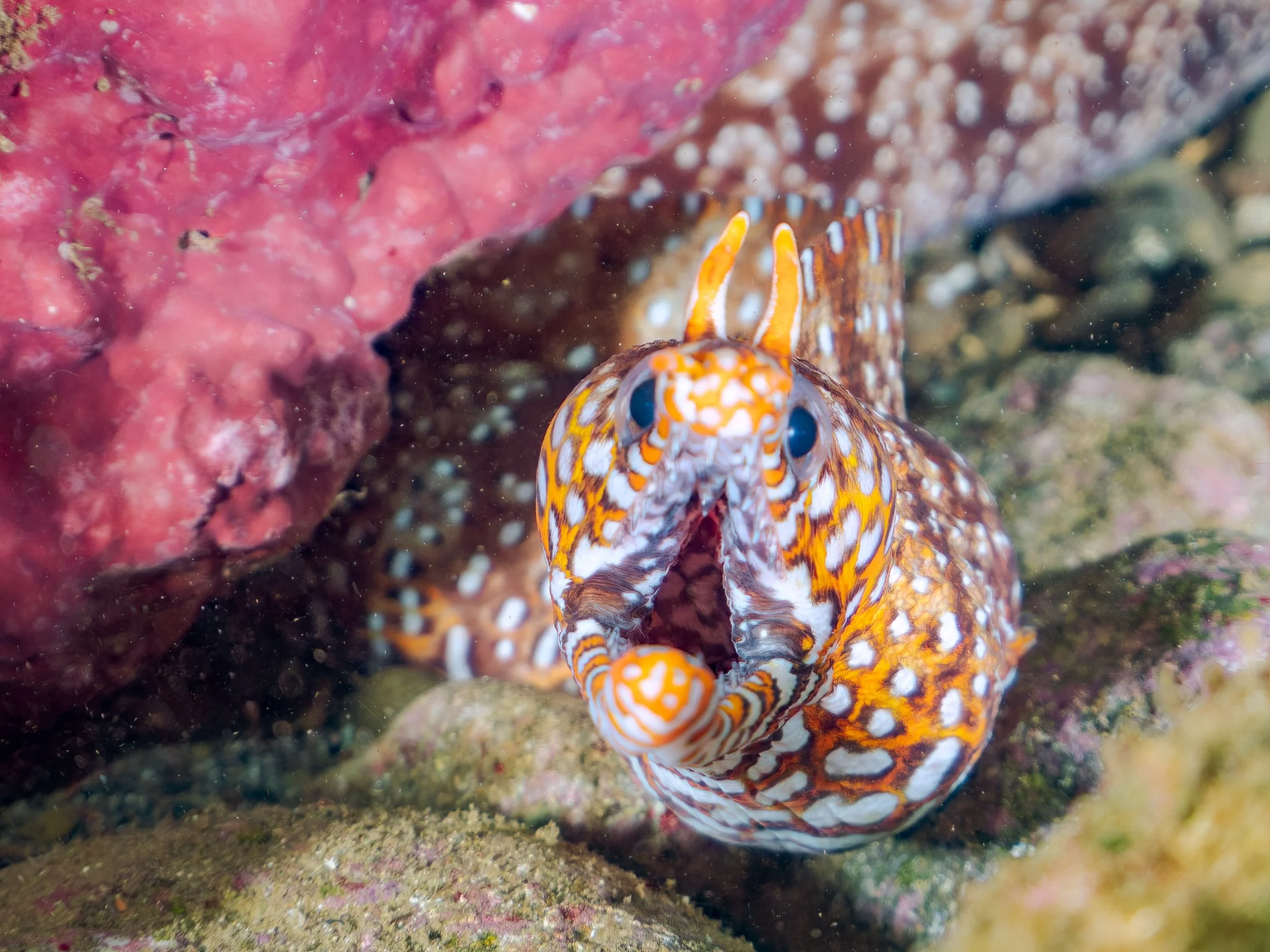 Dragon eel6.jpg