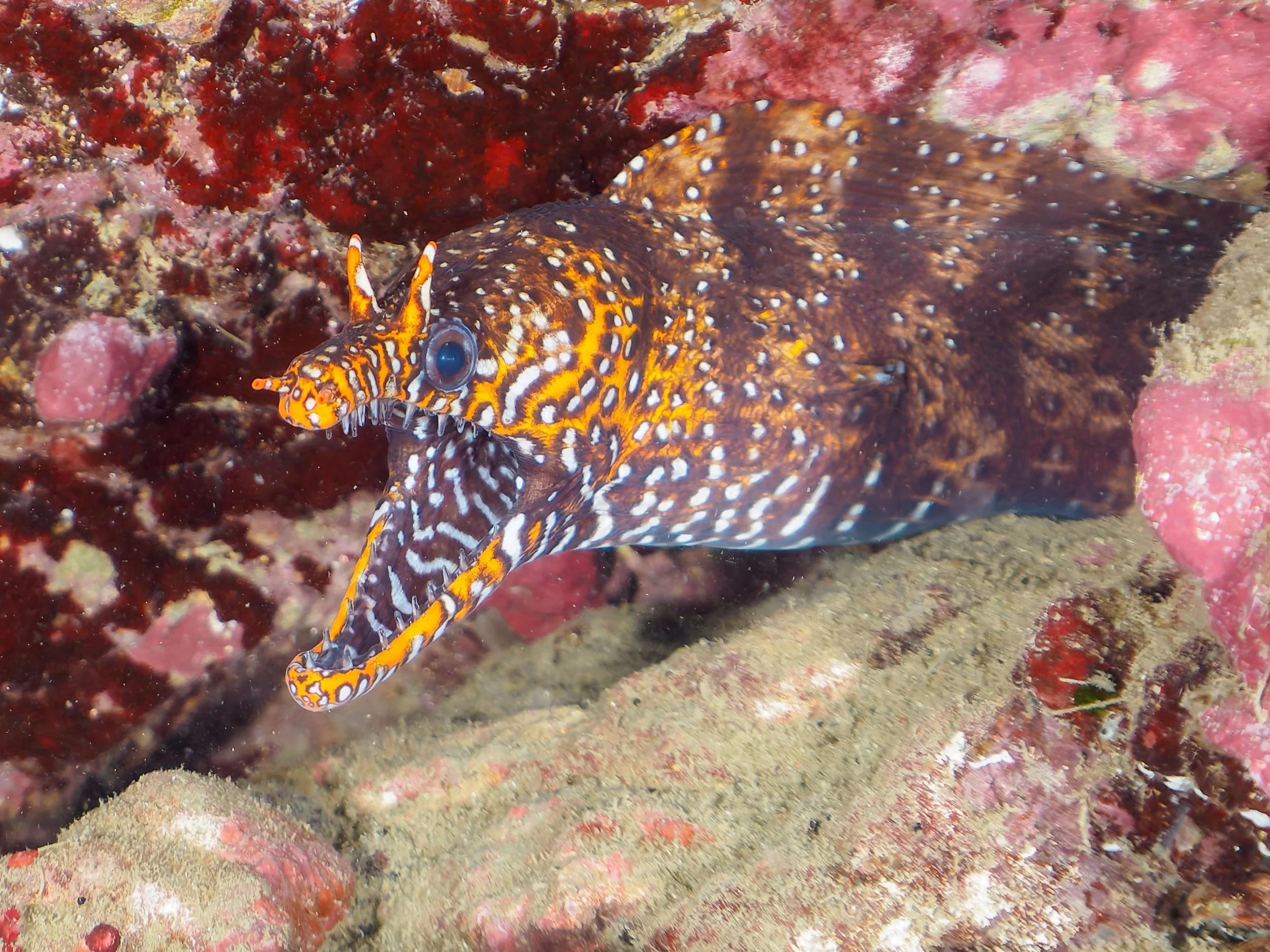 Dragon eel8.jpg