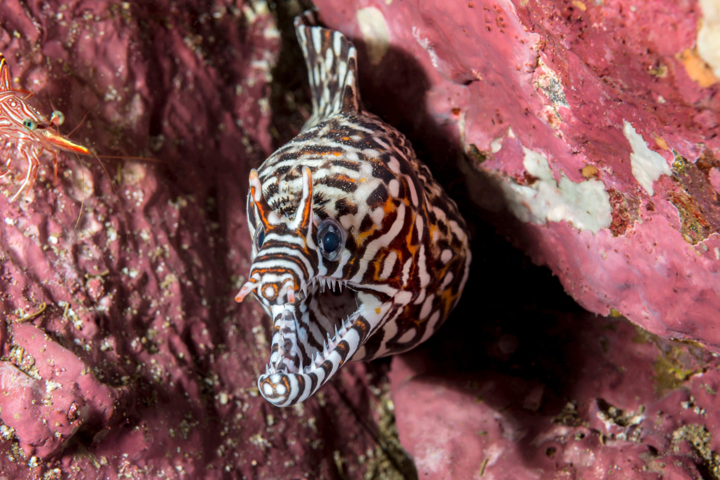 Dragon eel10.jpg