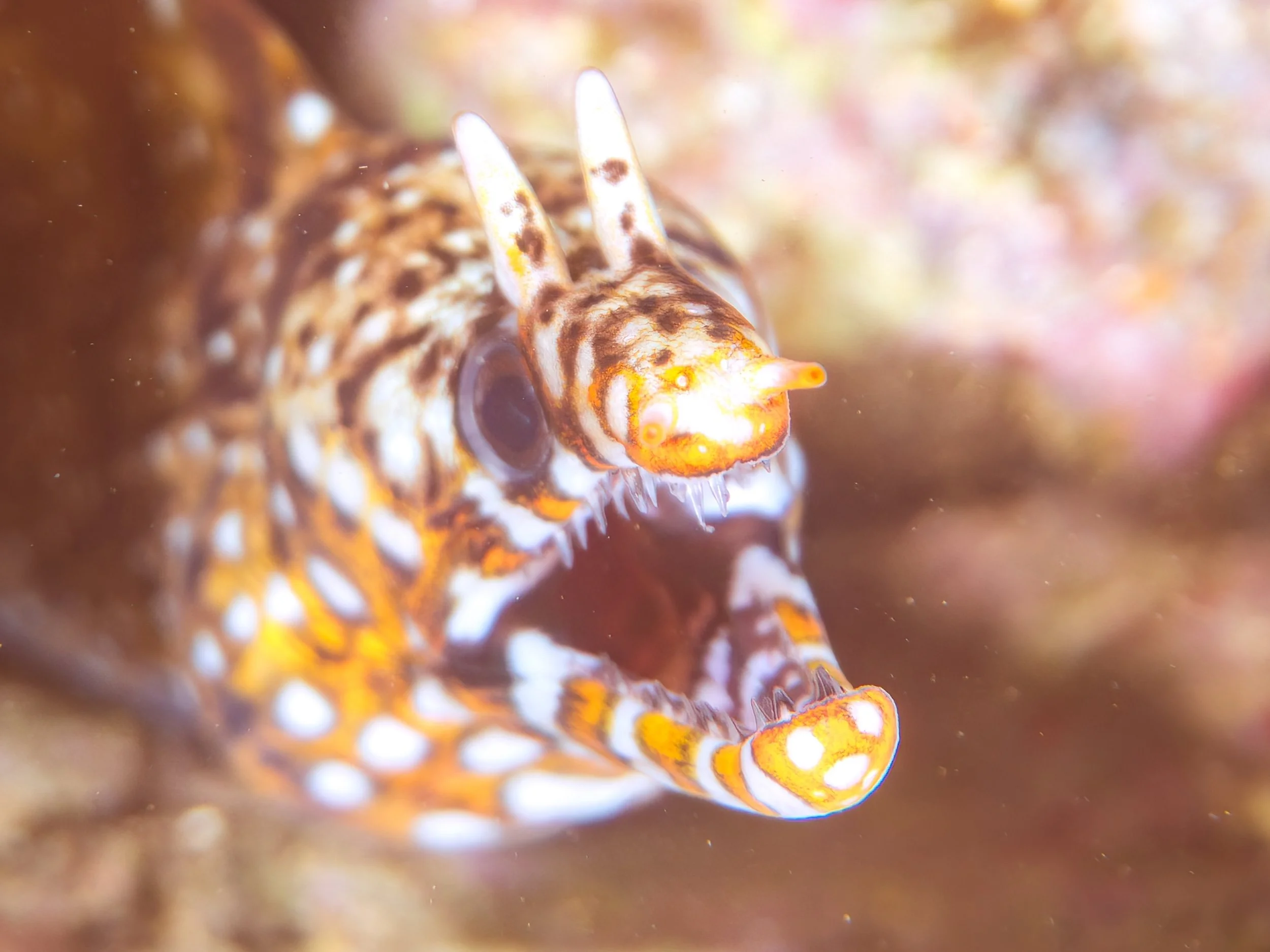 Dragon eel9.jpg