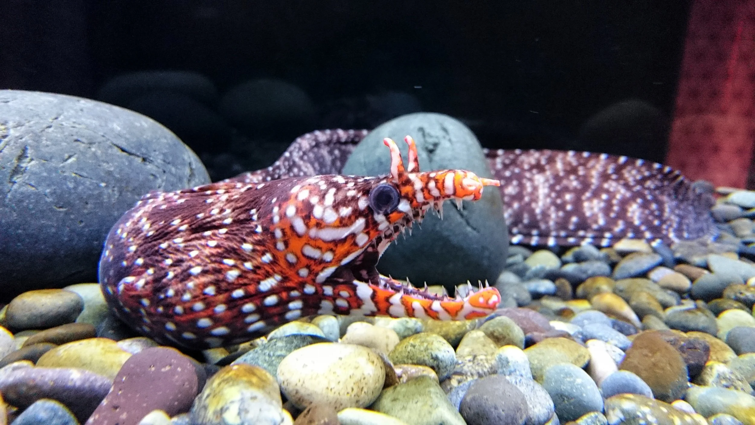 Dragon eel11.jpg