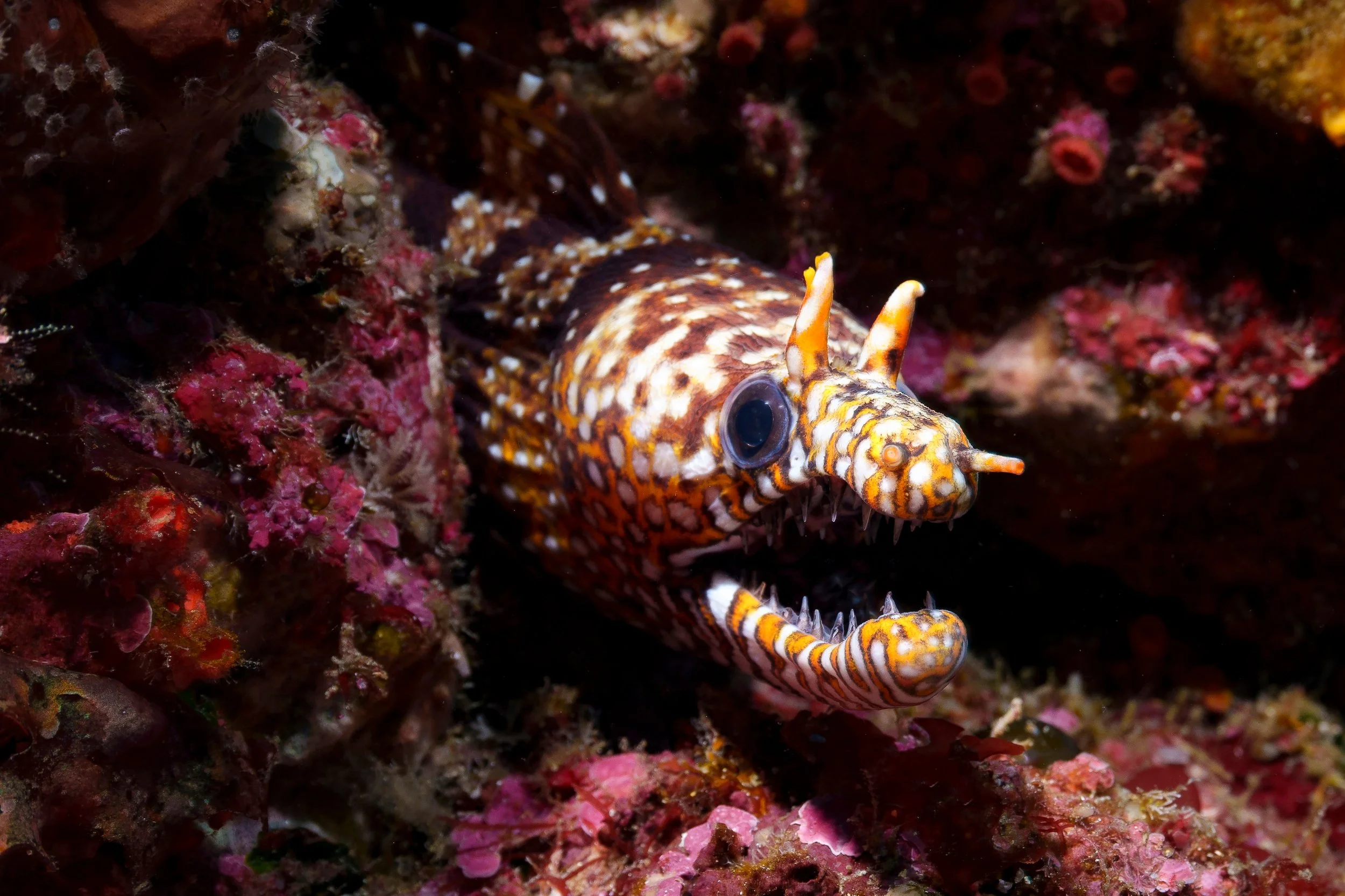 Dragon eel12.jpg