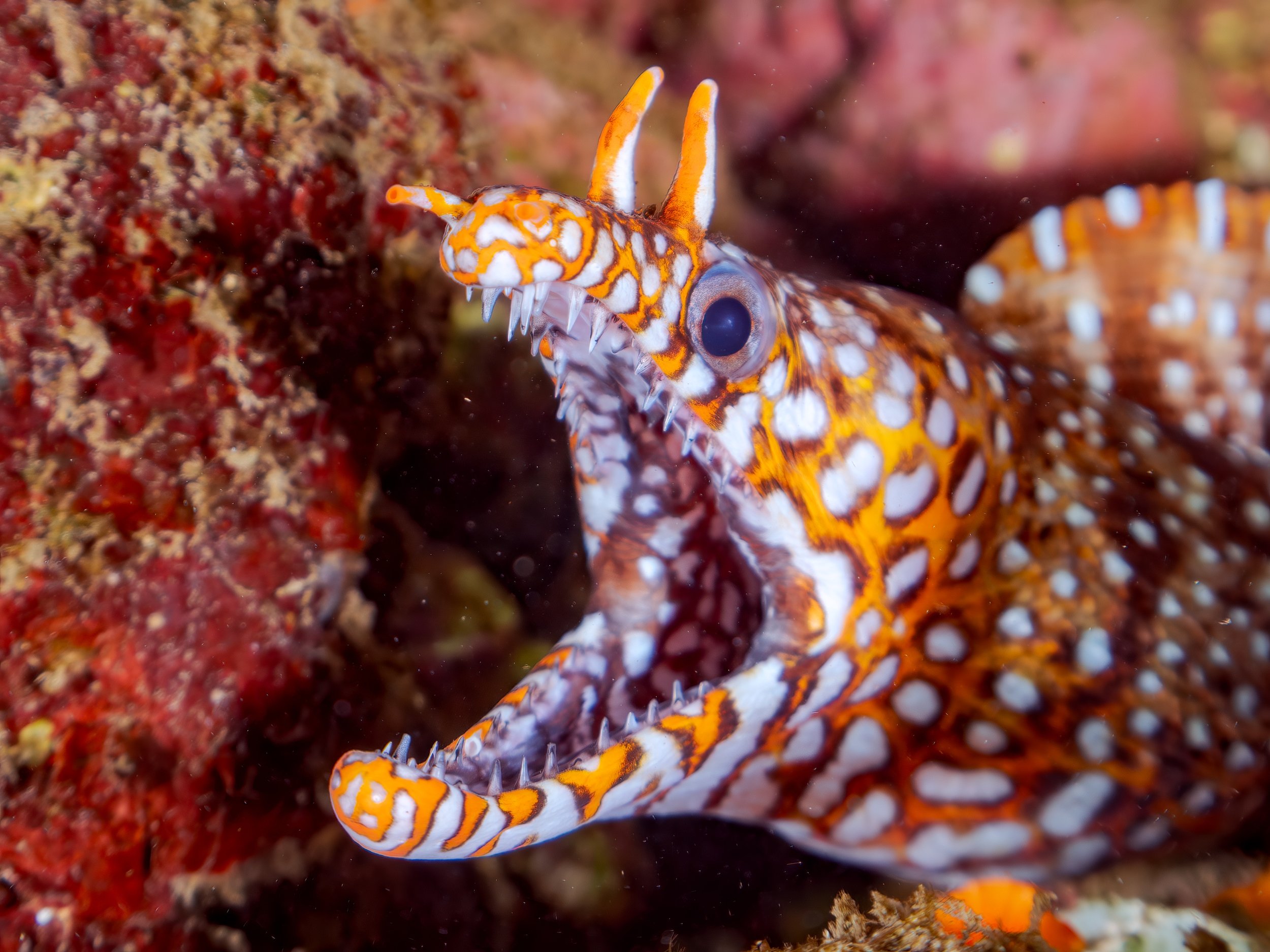Dragon eel13.jpg