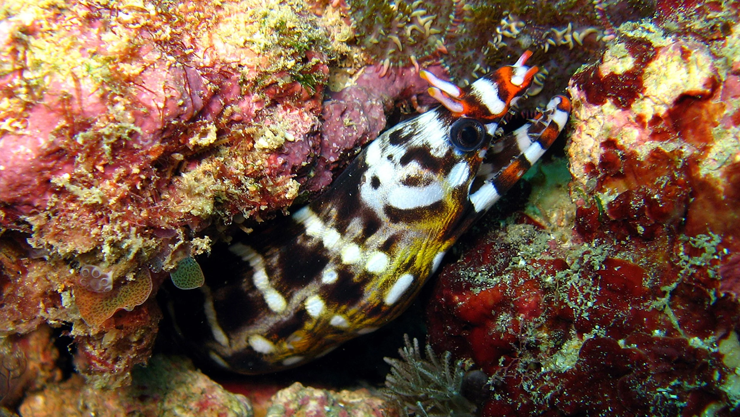Dragon eel1.jpg