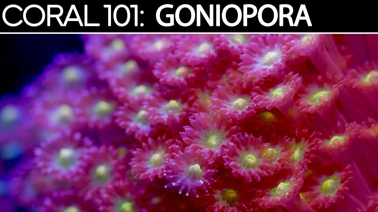 CORAL 101: Goniopora