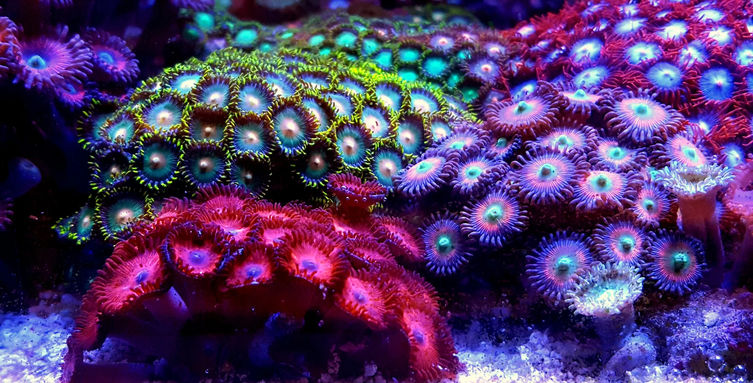 New Corals3.jpeg