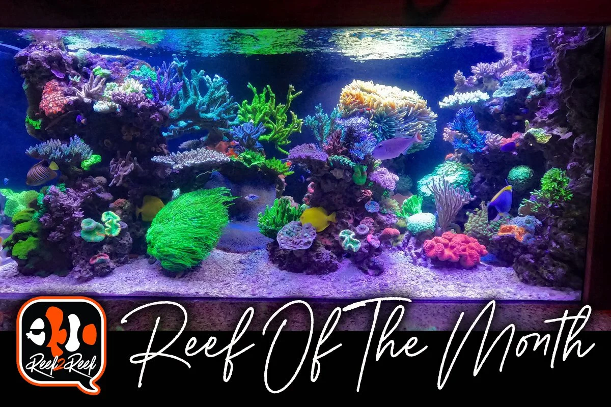 Reef2Reef TOTM Winner