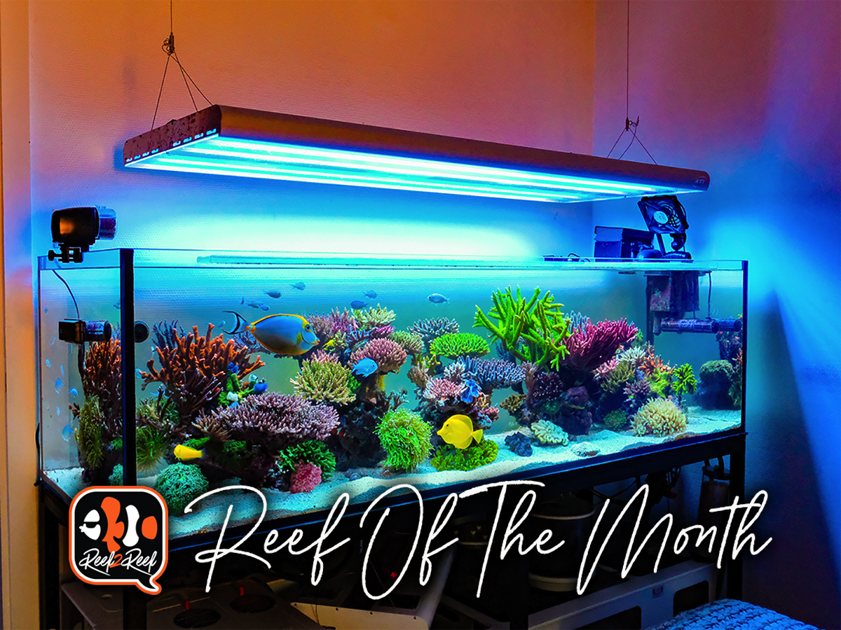 Reef2Reef TOTM Winner