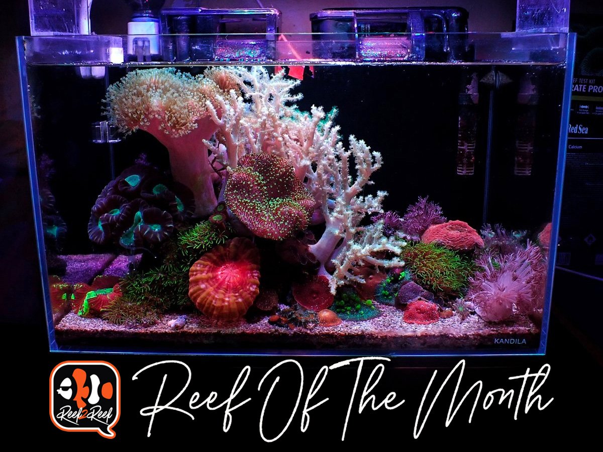 Reef2Reef TOTM Winner