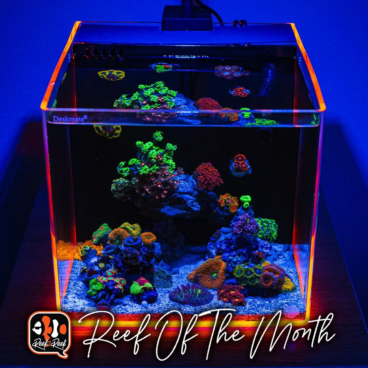 Reef2Reef TOTM Winner