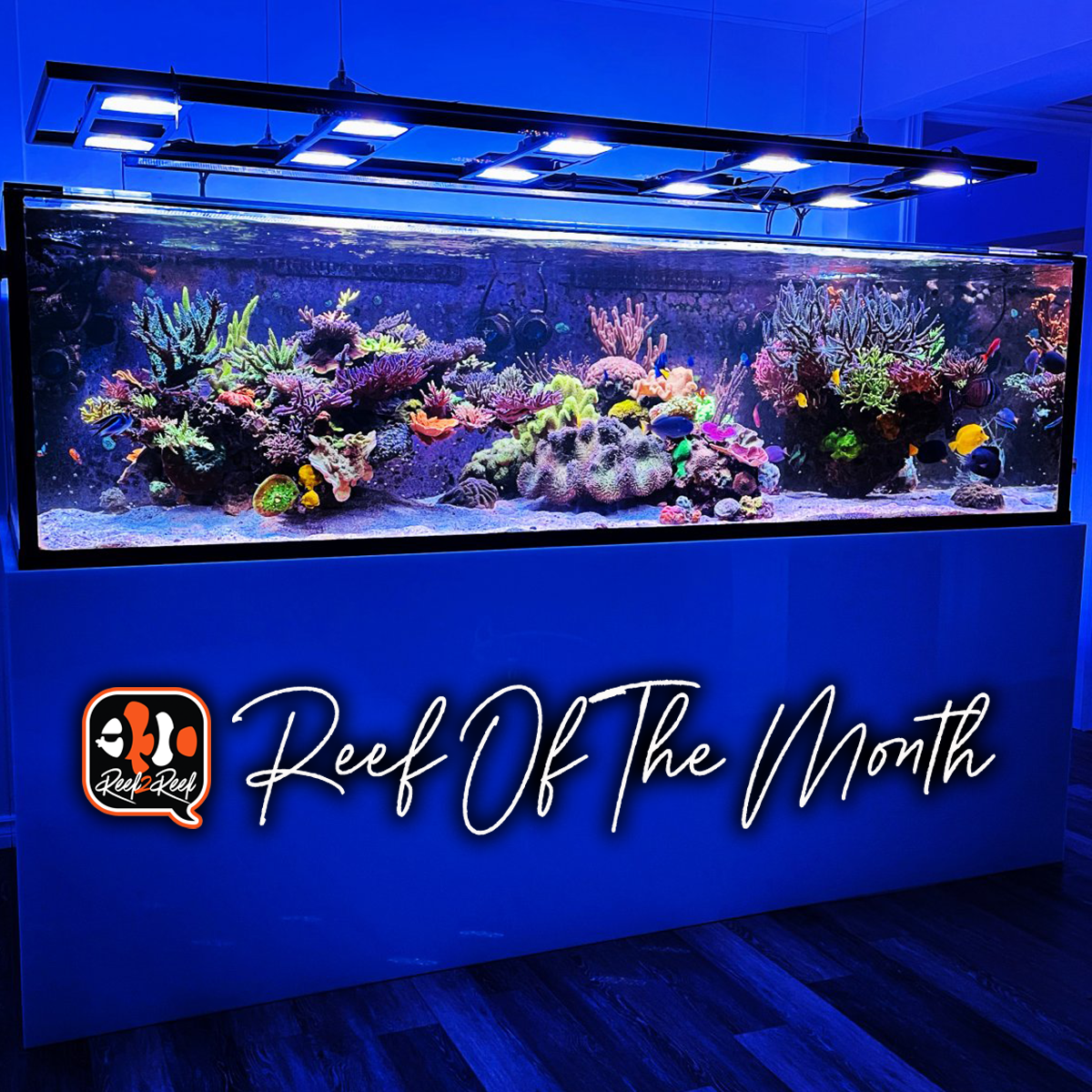 Reef2Reef TOTM Winner