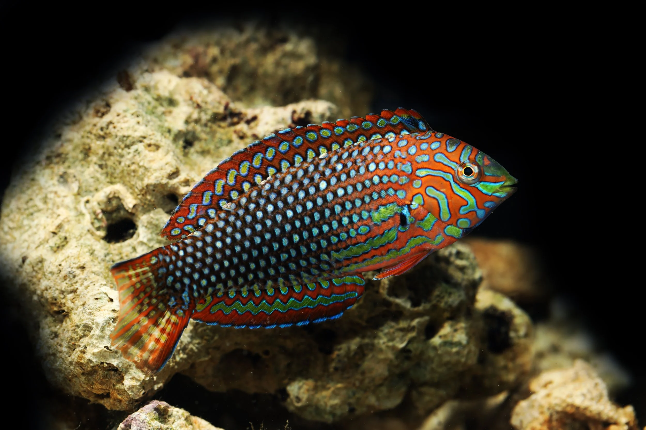 leopard wrasse.jpg