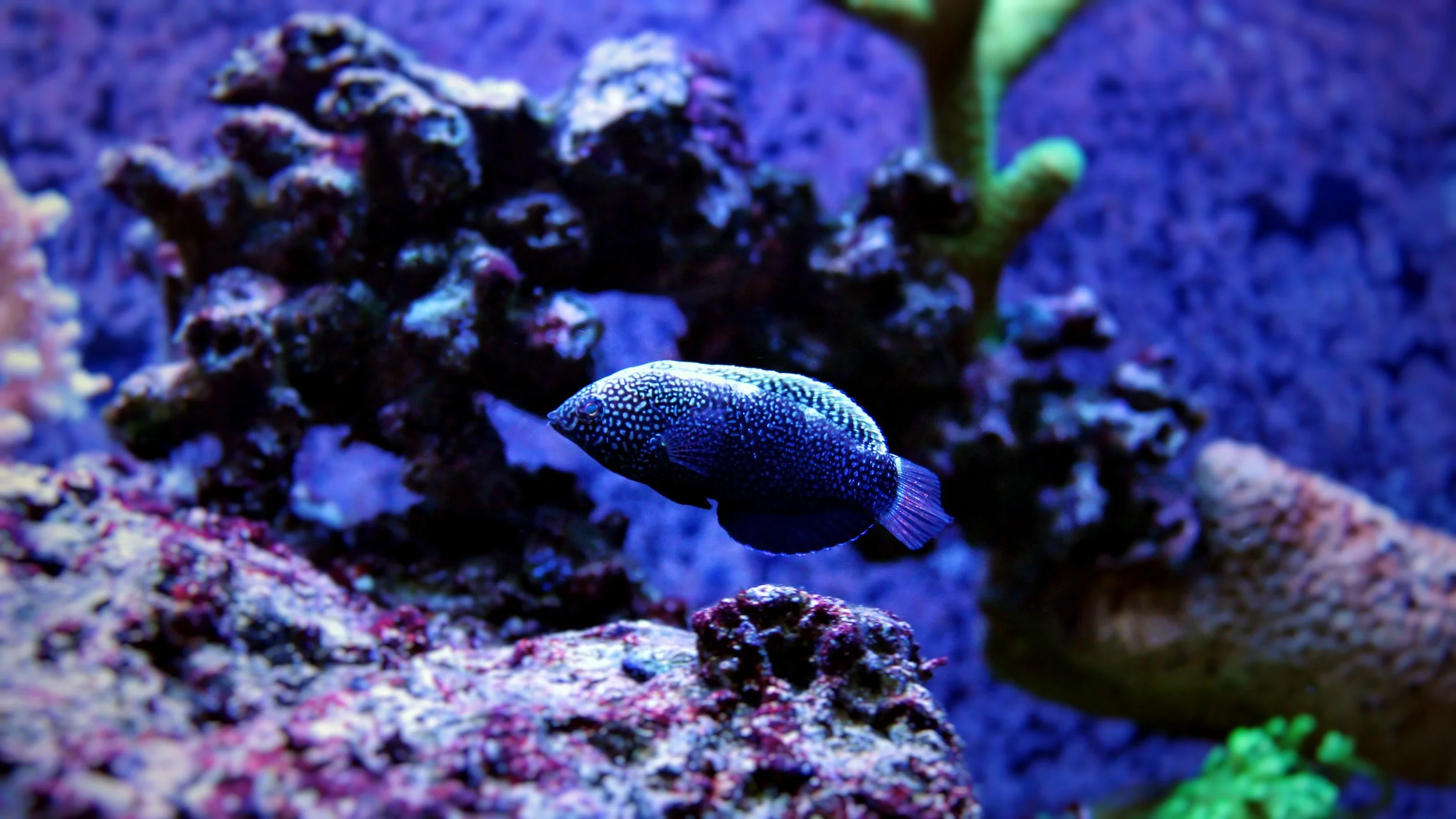 black leopard wrasse.jpg