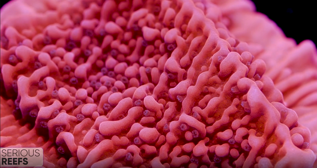 Montipora (10).png