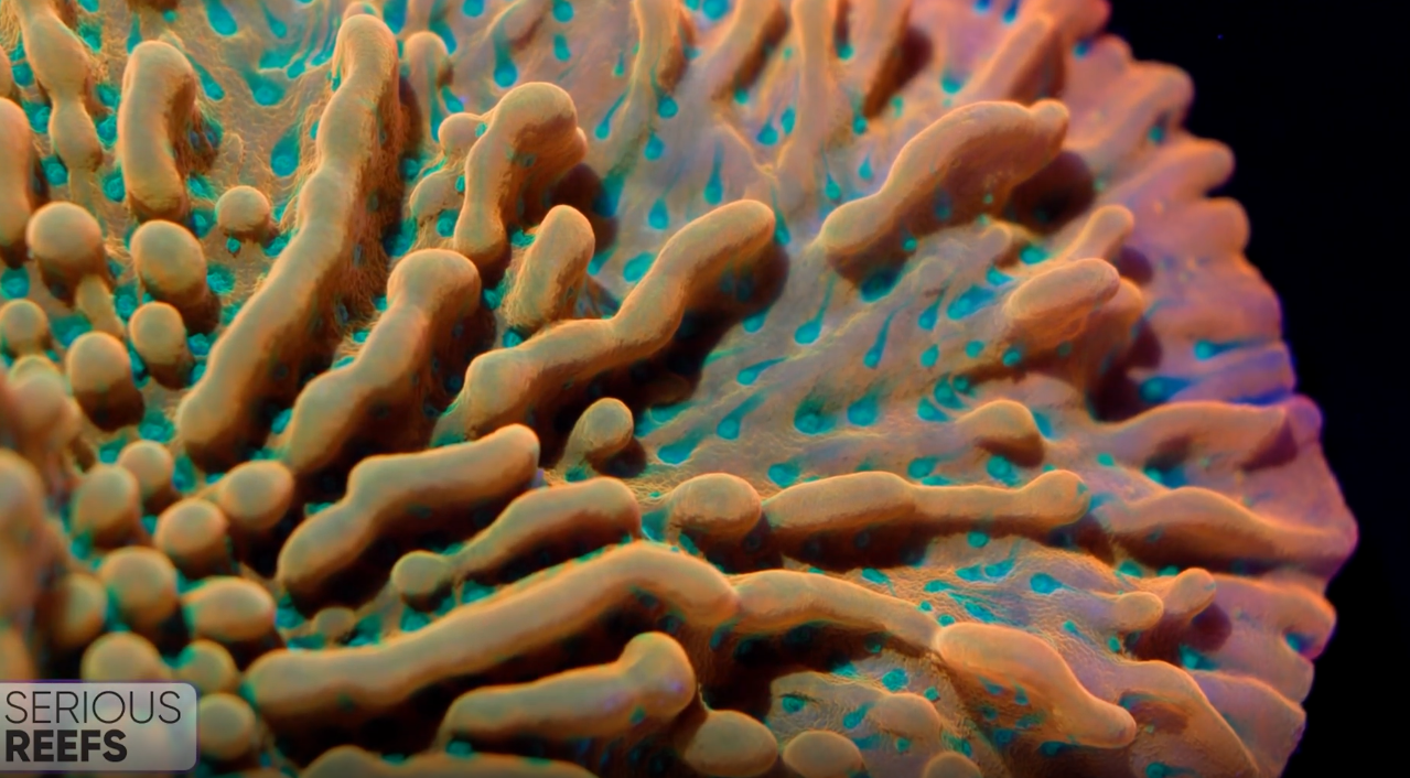 Montipora (8).png
