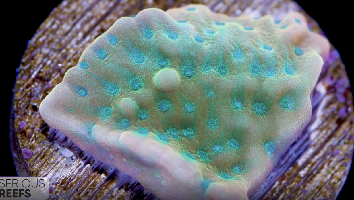 Montipora (11).png
