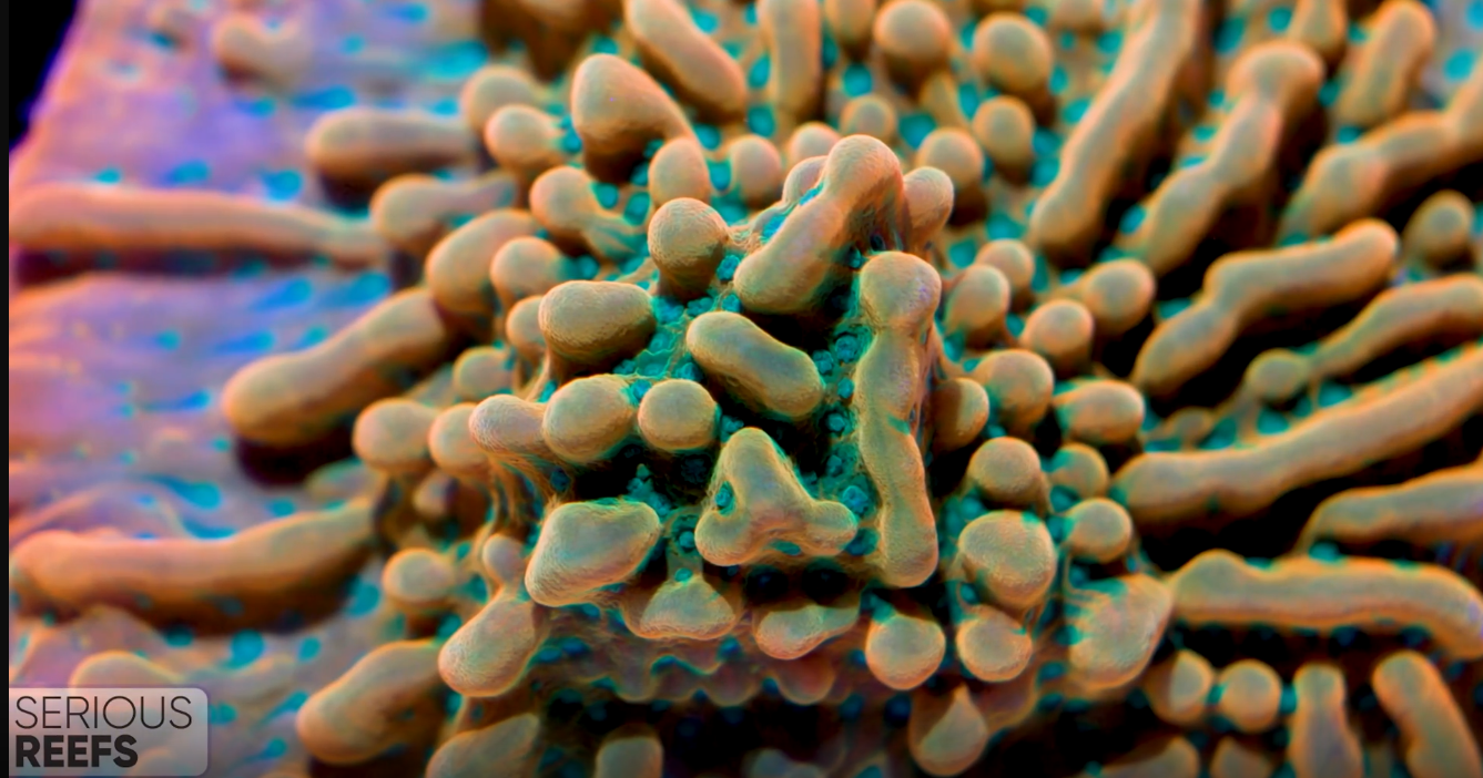Montipora (12).png