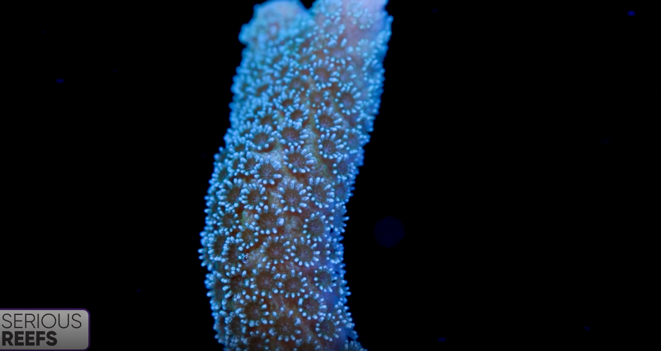 Montipora (13).png