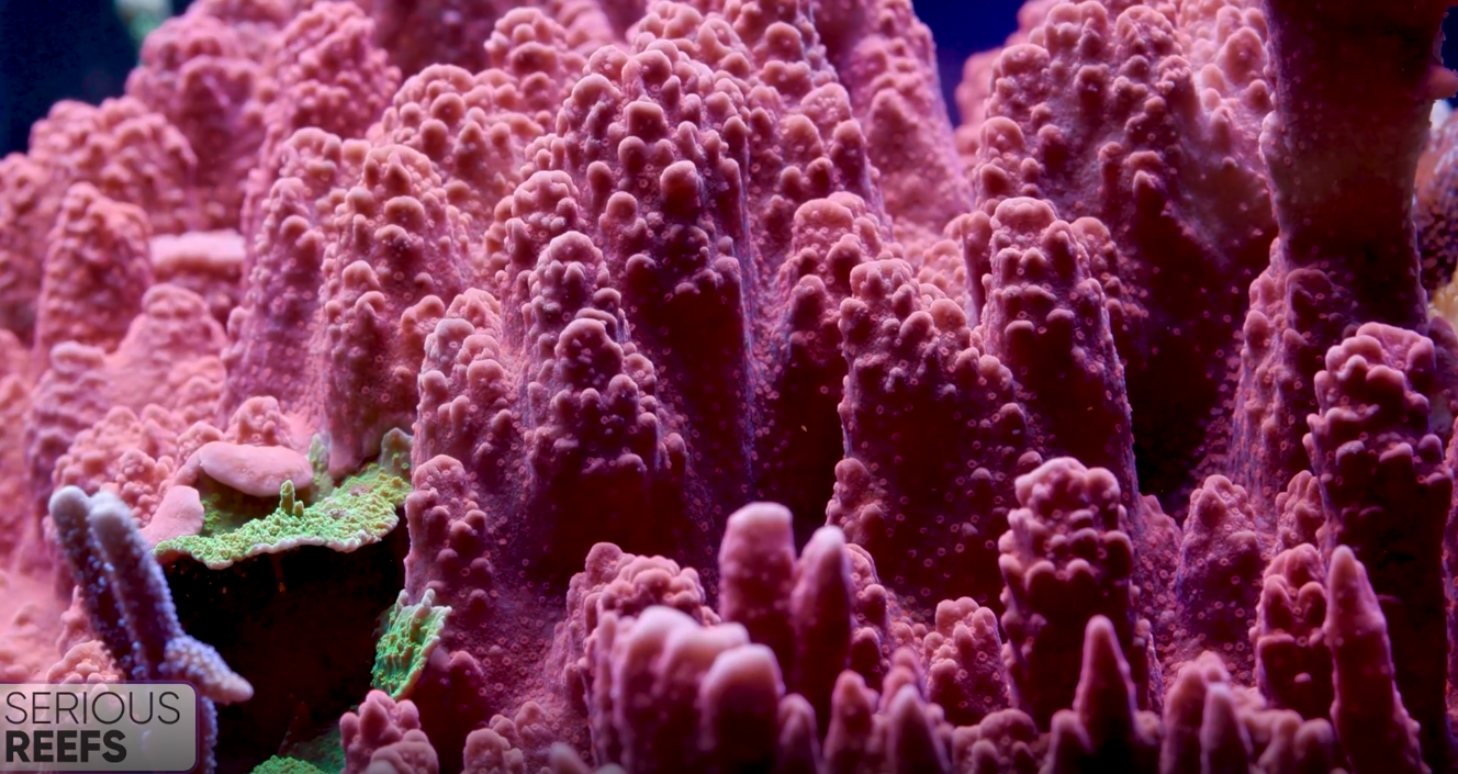 Montipora (14).png