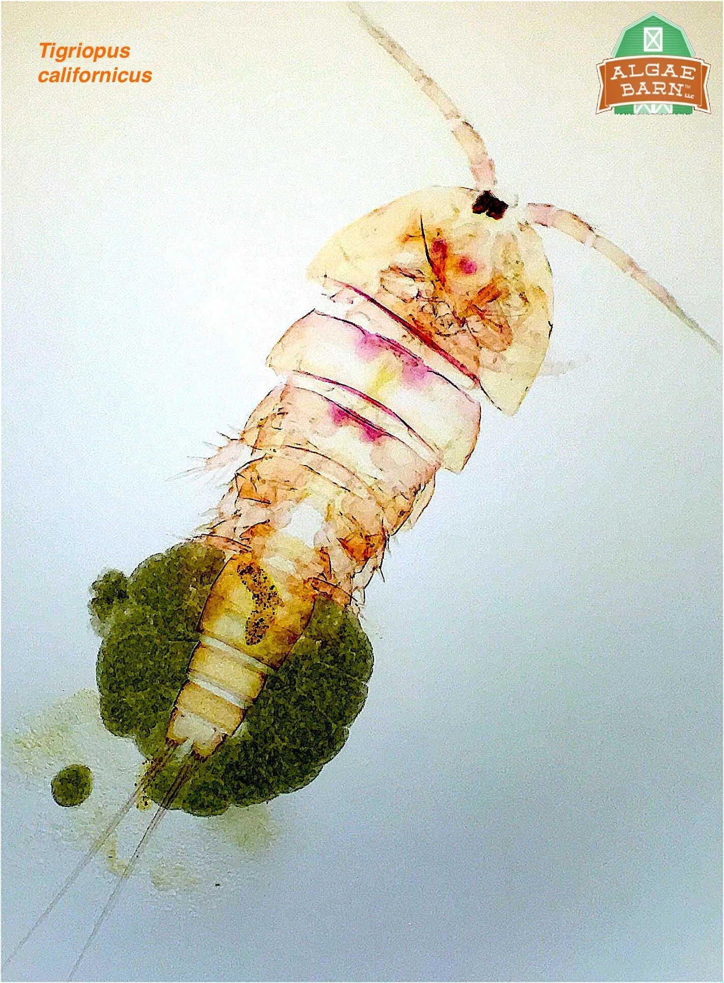 Tigriopus-2.jpg