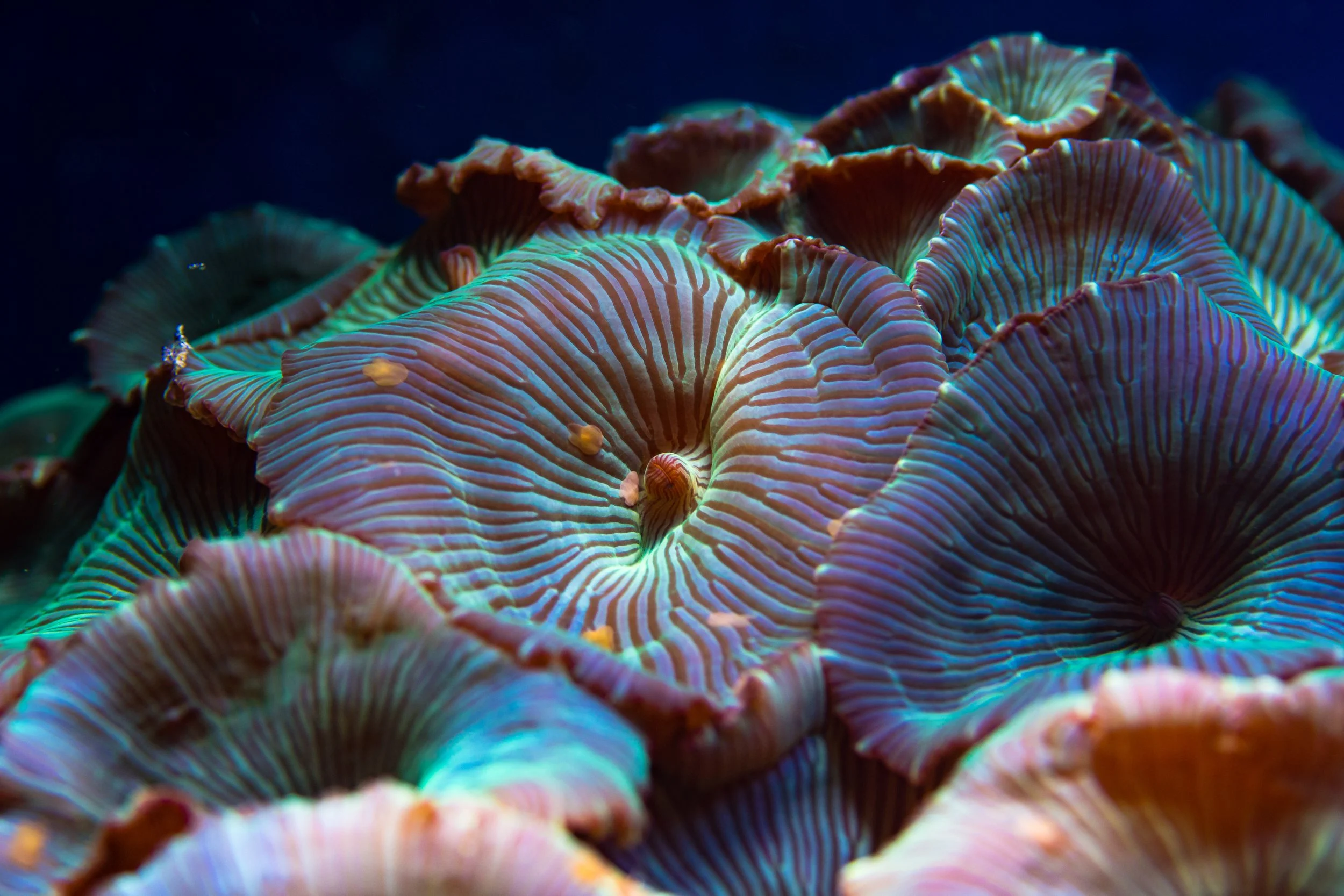 soft coral2.jpeg