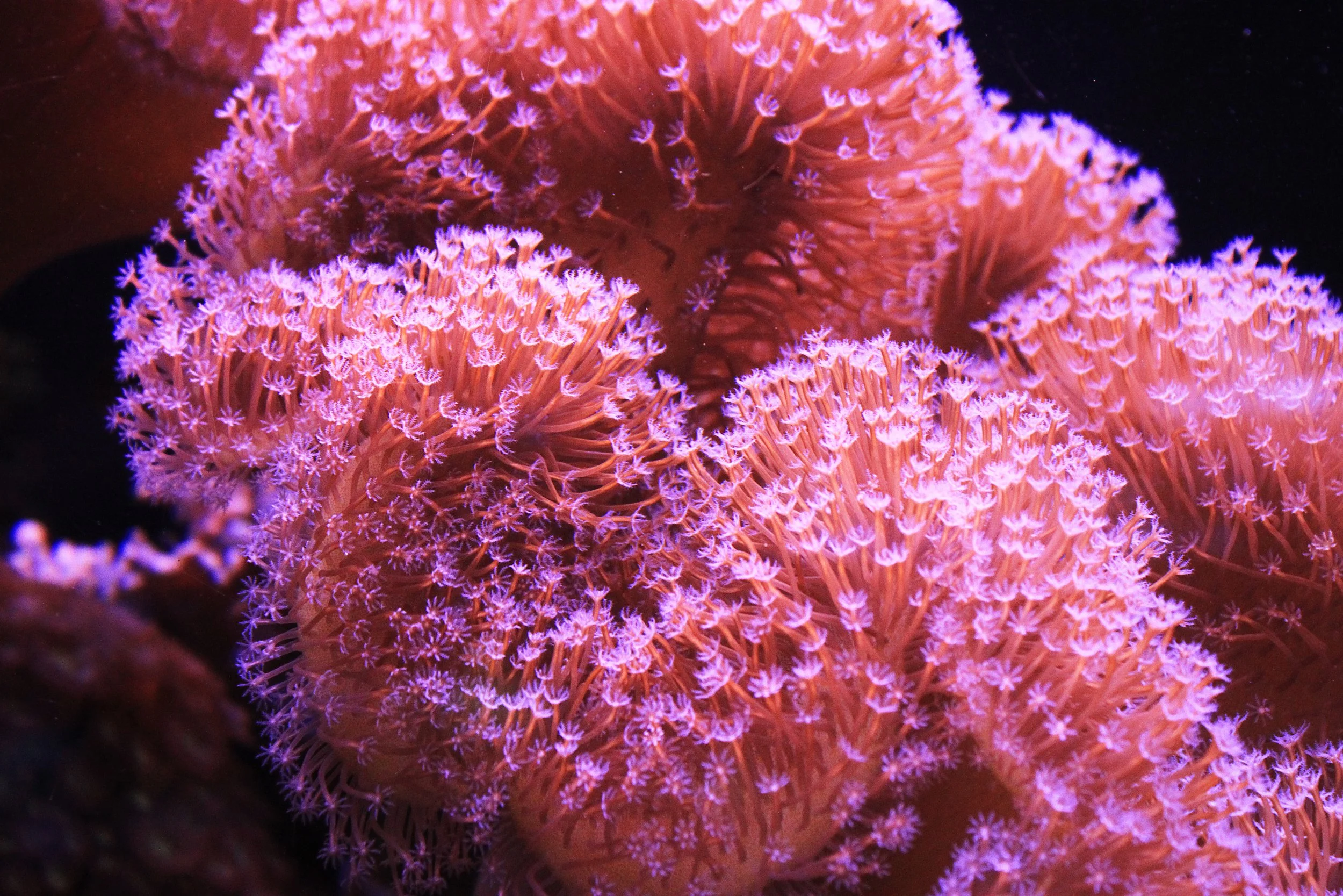 soft coral1.jpeg