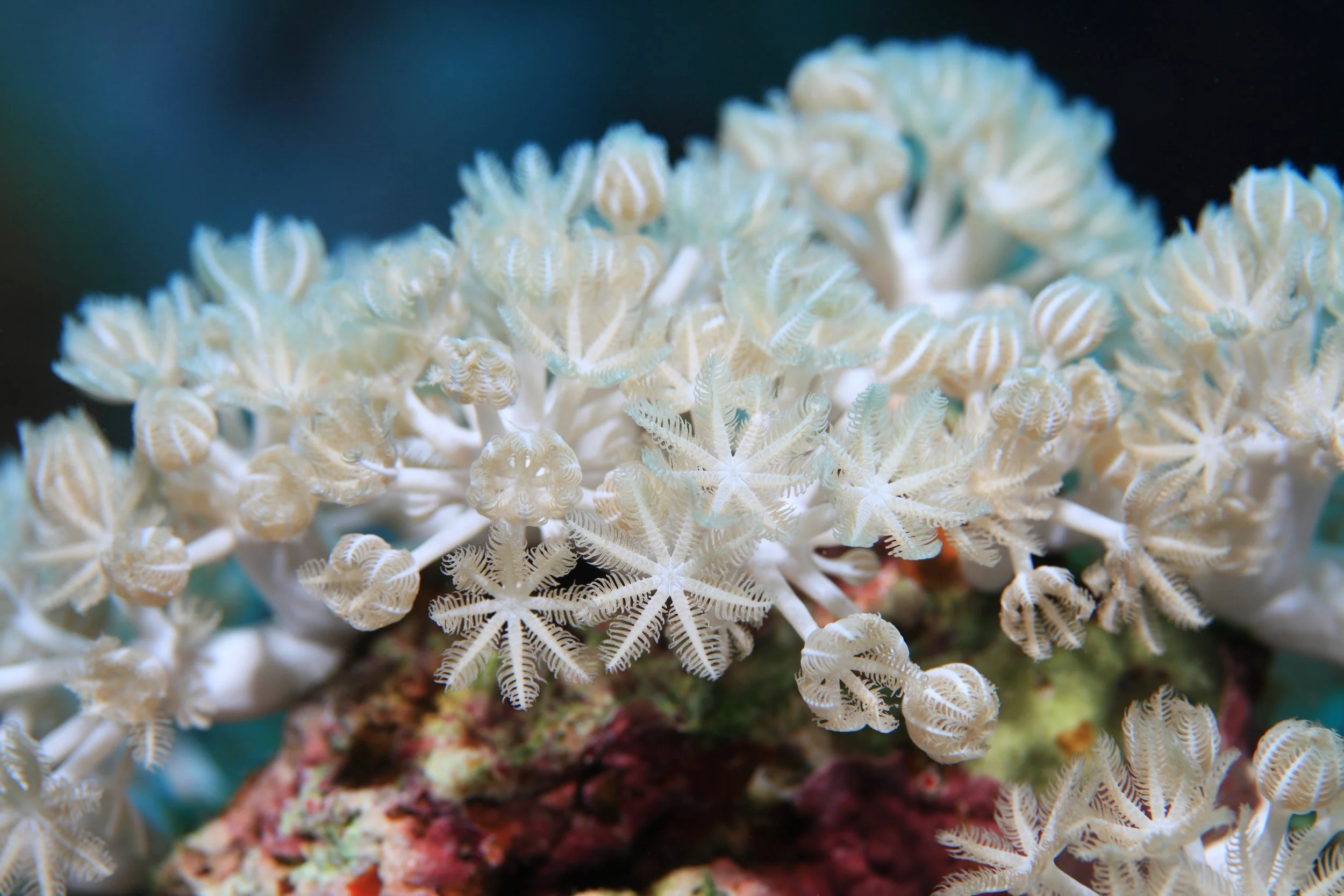 soft coral3.jpeg