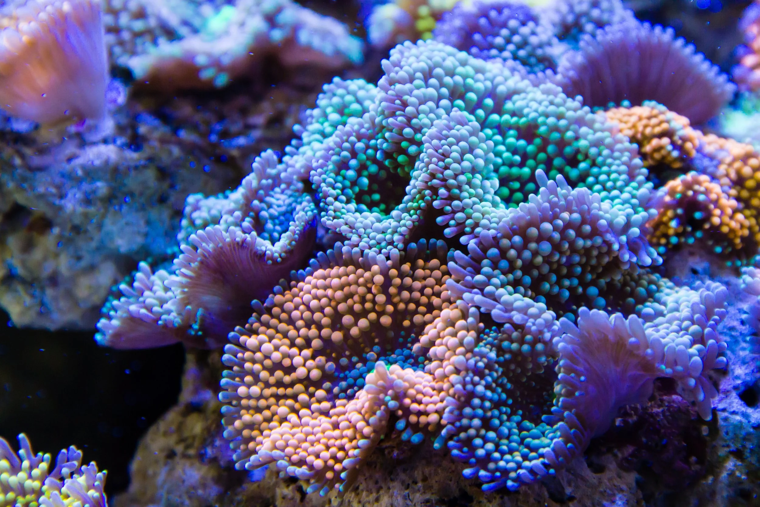 soft coral4.jpeg